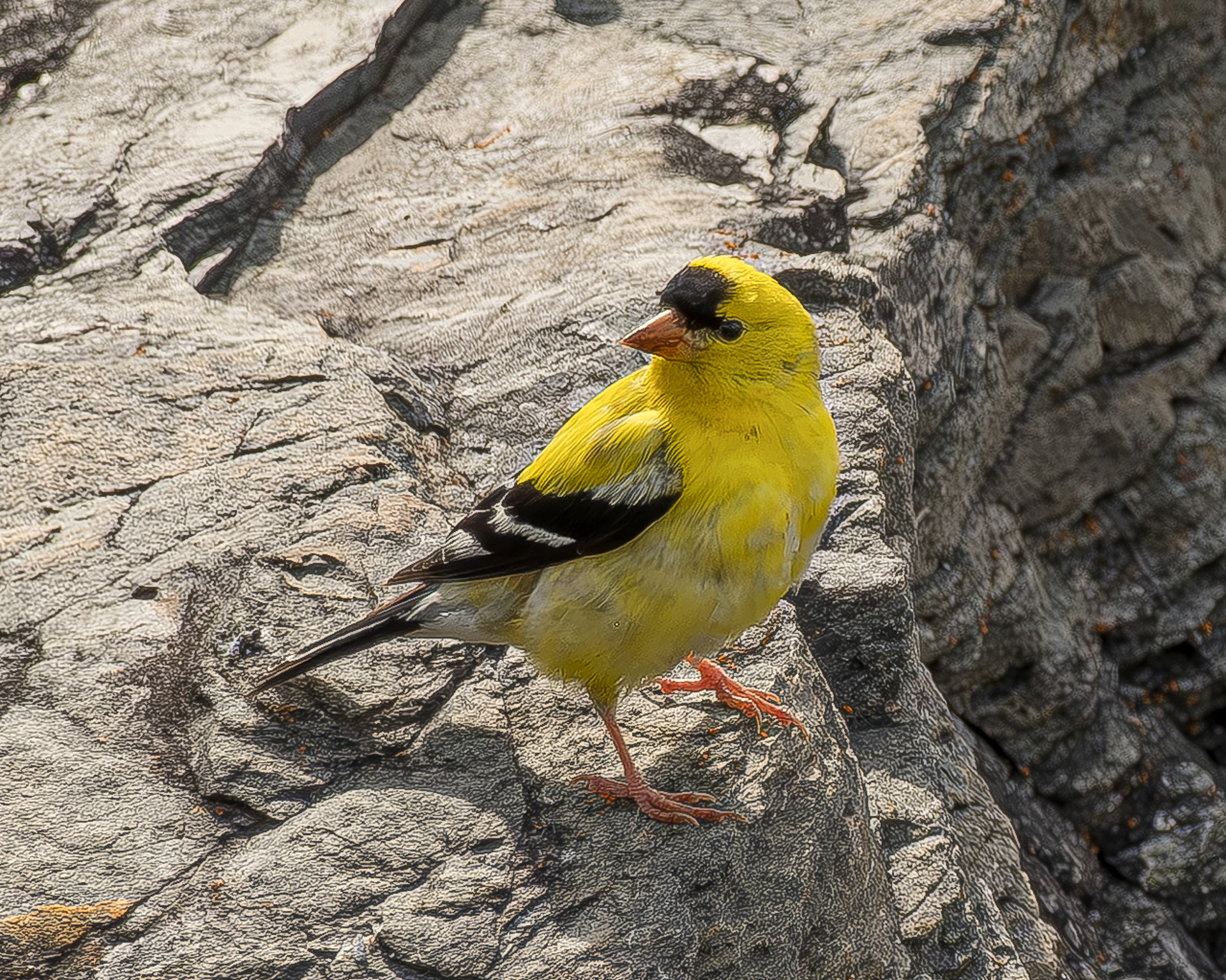 American Goldfinch, Shark Reef