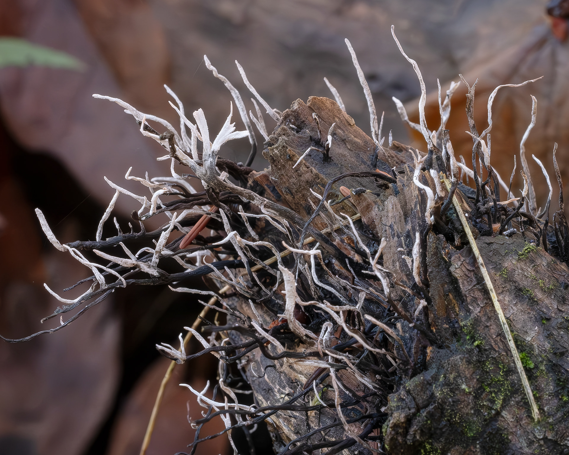 Candlesnuff fungus (Xylaria hypoxylon), Richardson Marsh