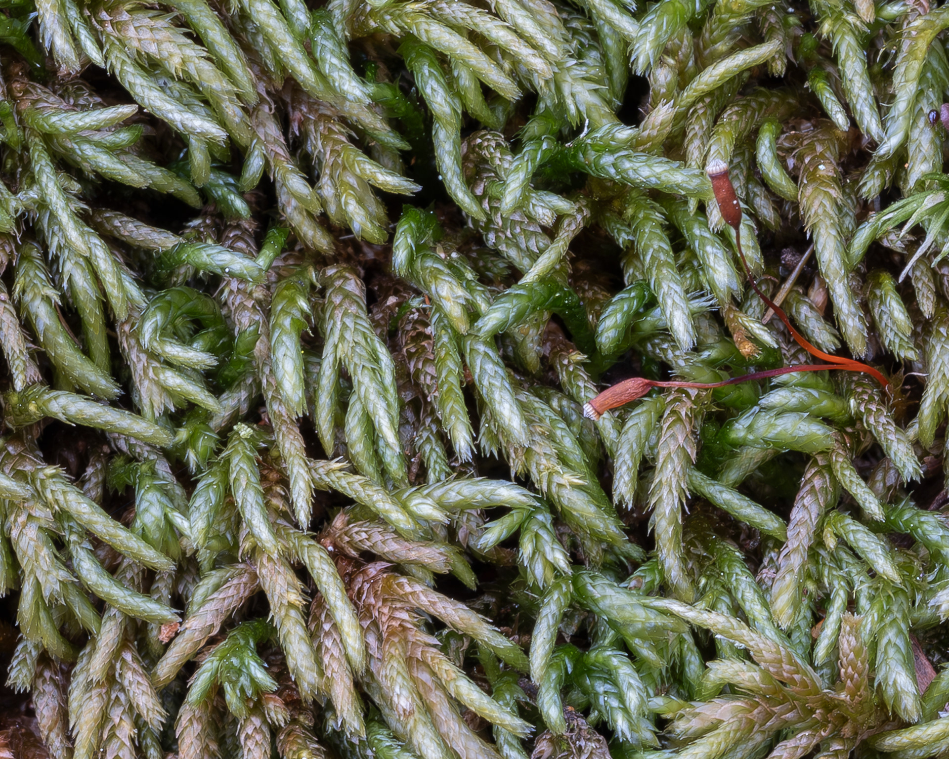 Bird's-foot Wing-Moss (Nogopterium gracile), Sharks Reef