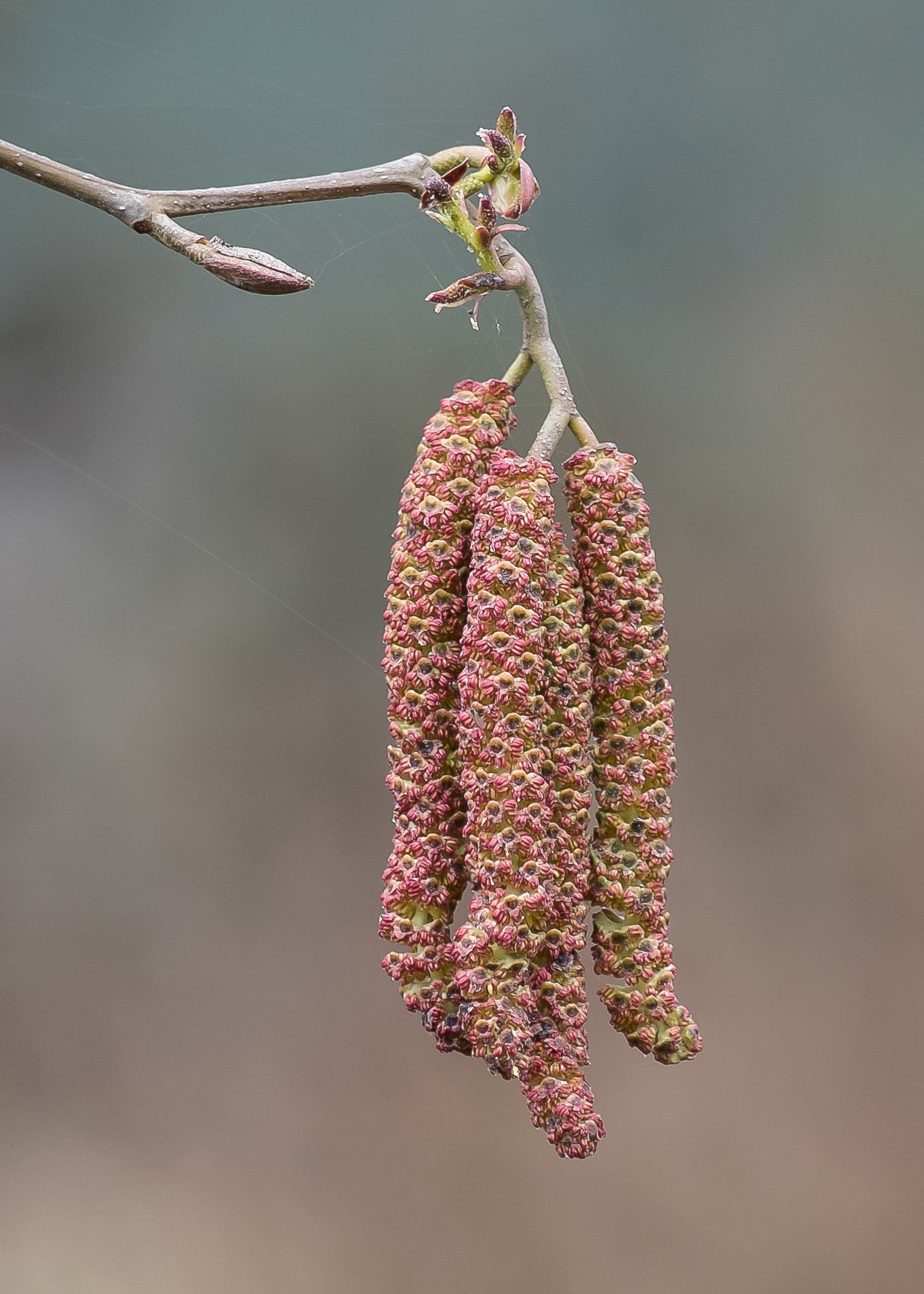Red alder (Alnus rubra), Lopez