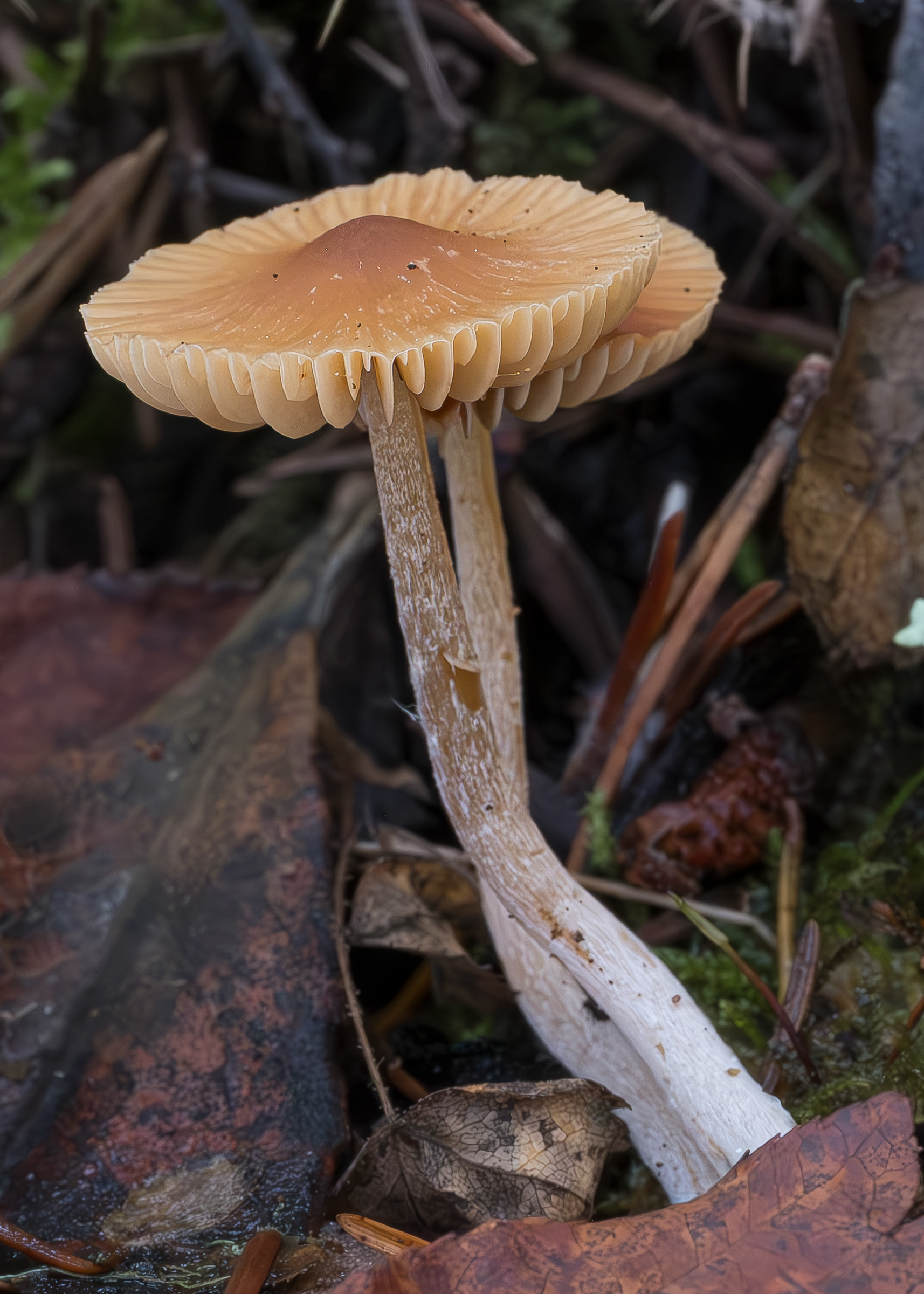 Turf Bell (Galerina graminea), Richardson Marsh