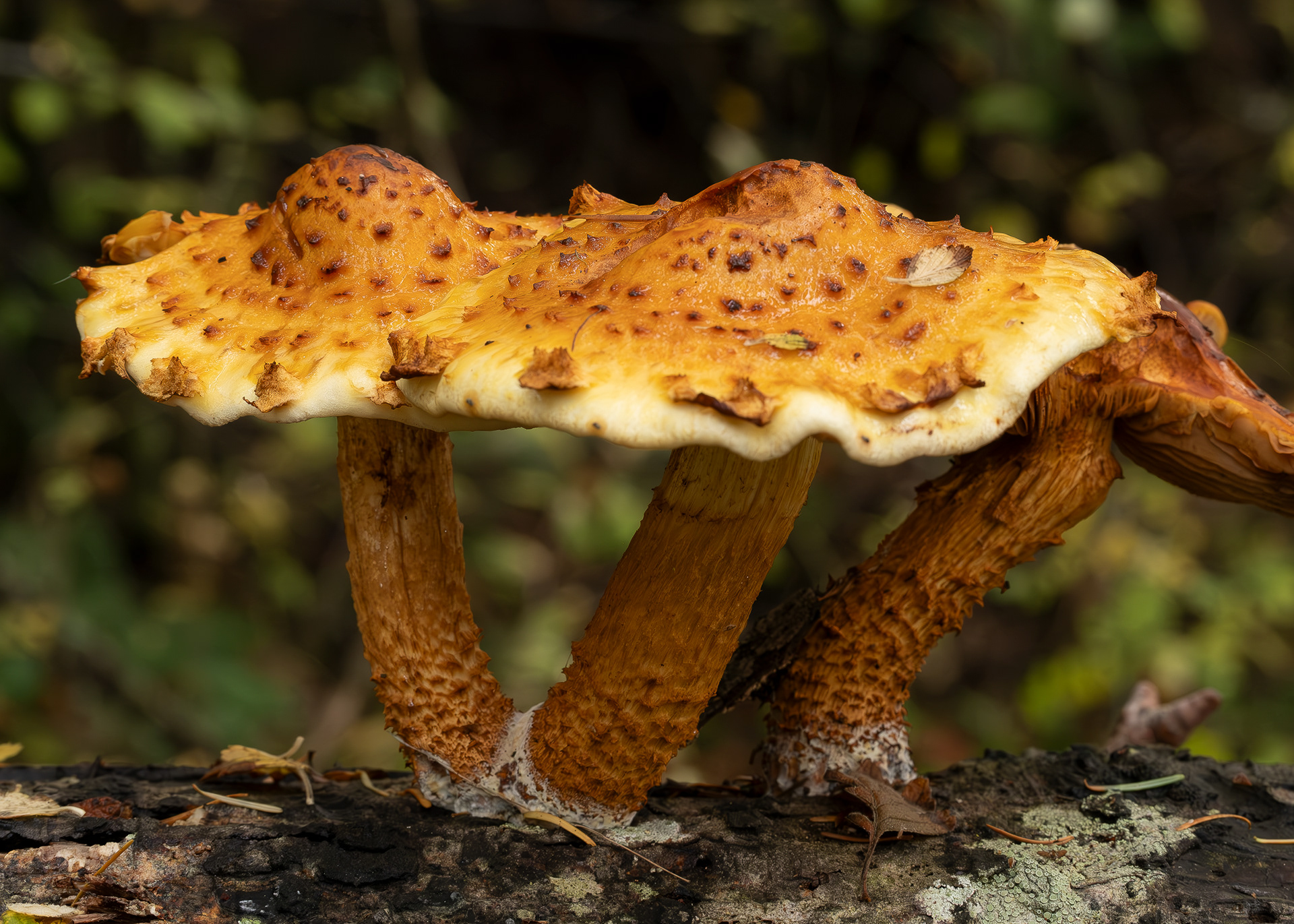 Golden pholiiota aka Golden scalycap (Pholiota aurivella), Chadwick Hill