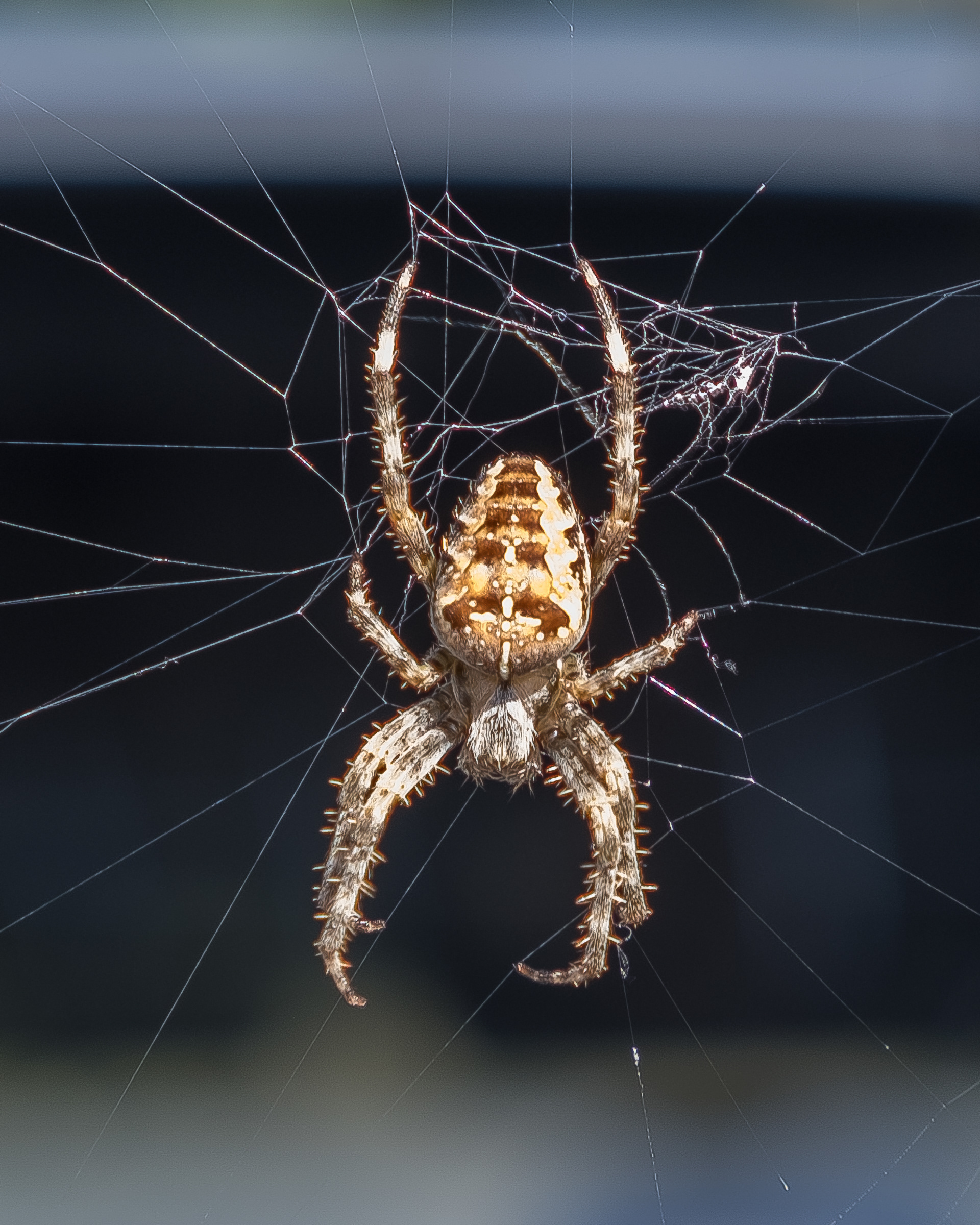 Orb-weaver, Kjargaard Road