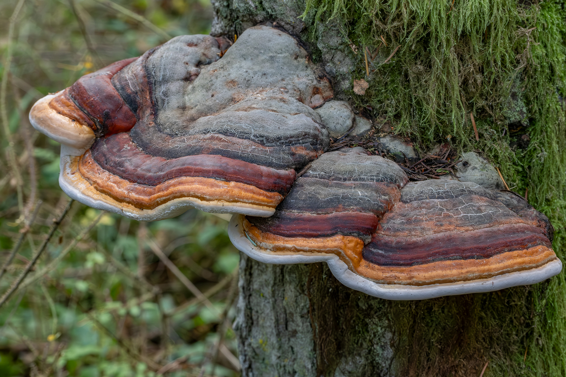 Red-belted conk (Foitopsis mounceae), Lopez Hill