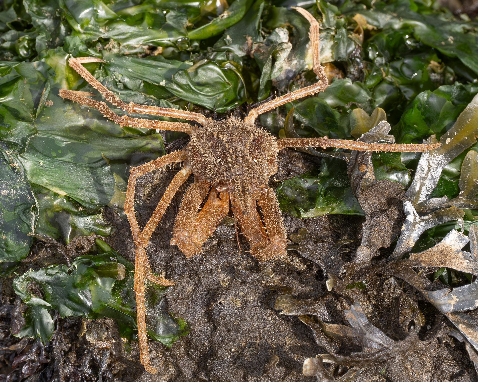 Graceful Decorator Crab, Davis Head