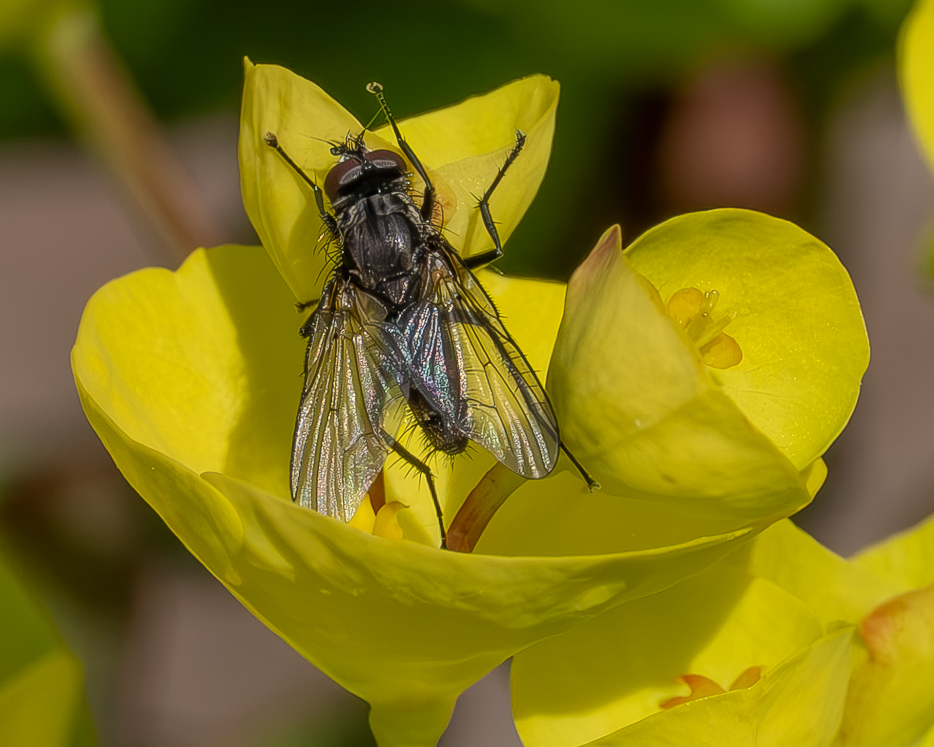 Vagabond Cluster Fly, Kjargaard Road