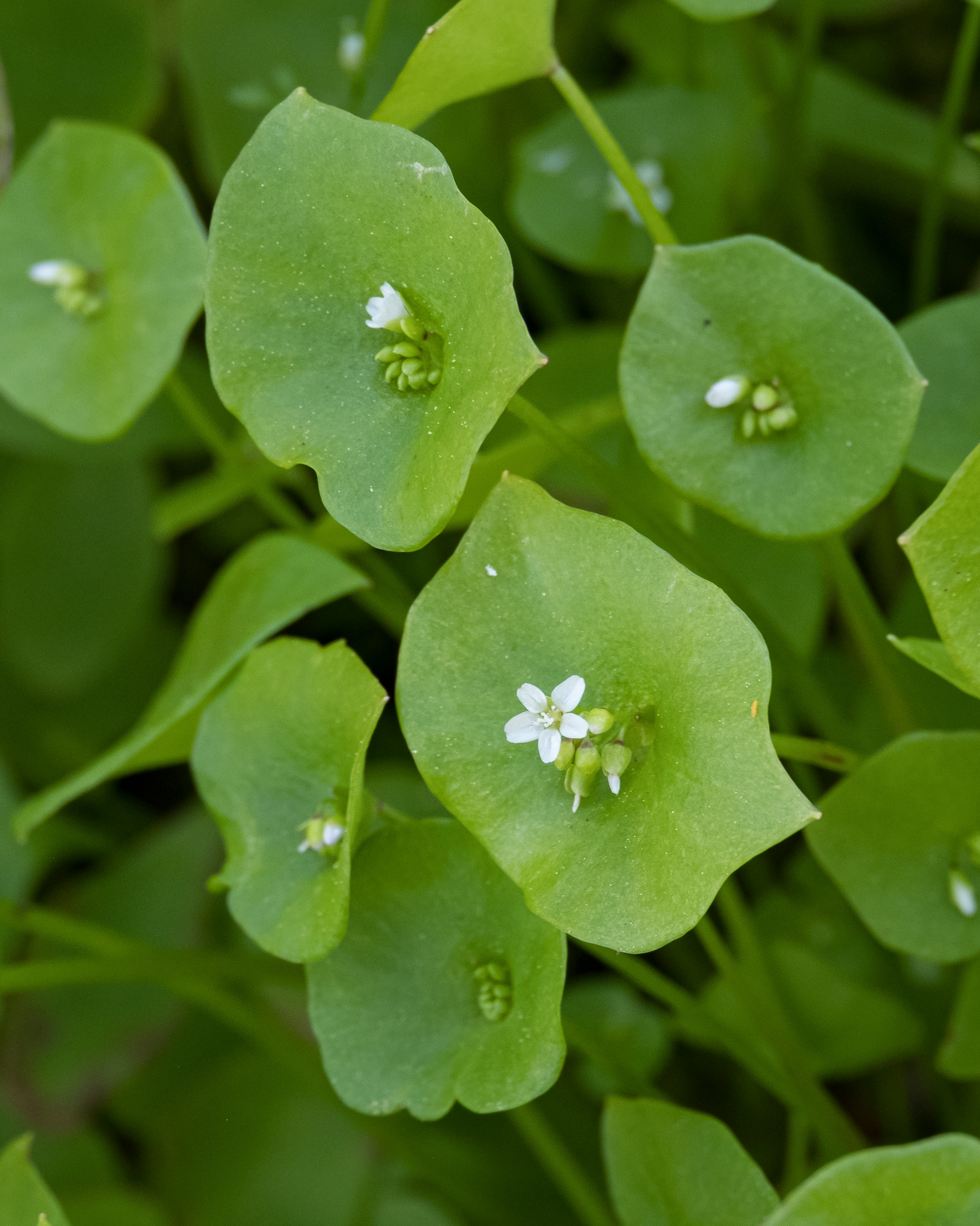 Miner's lettuce (Claytonia perfoliata), Iceberg Point