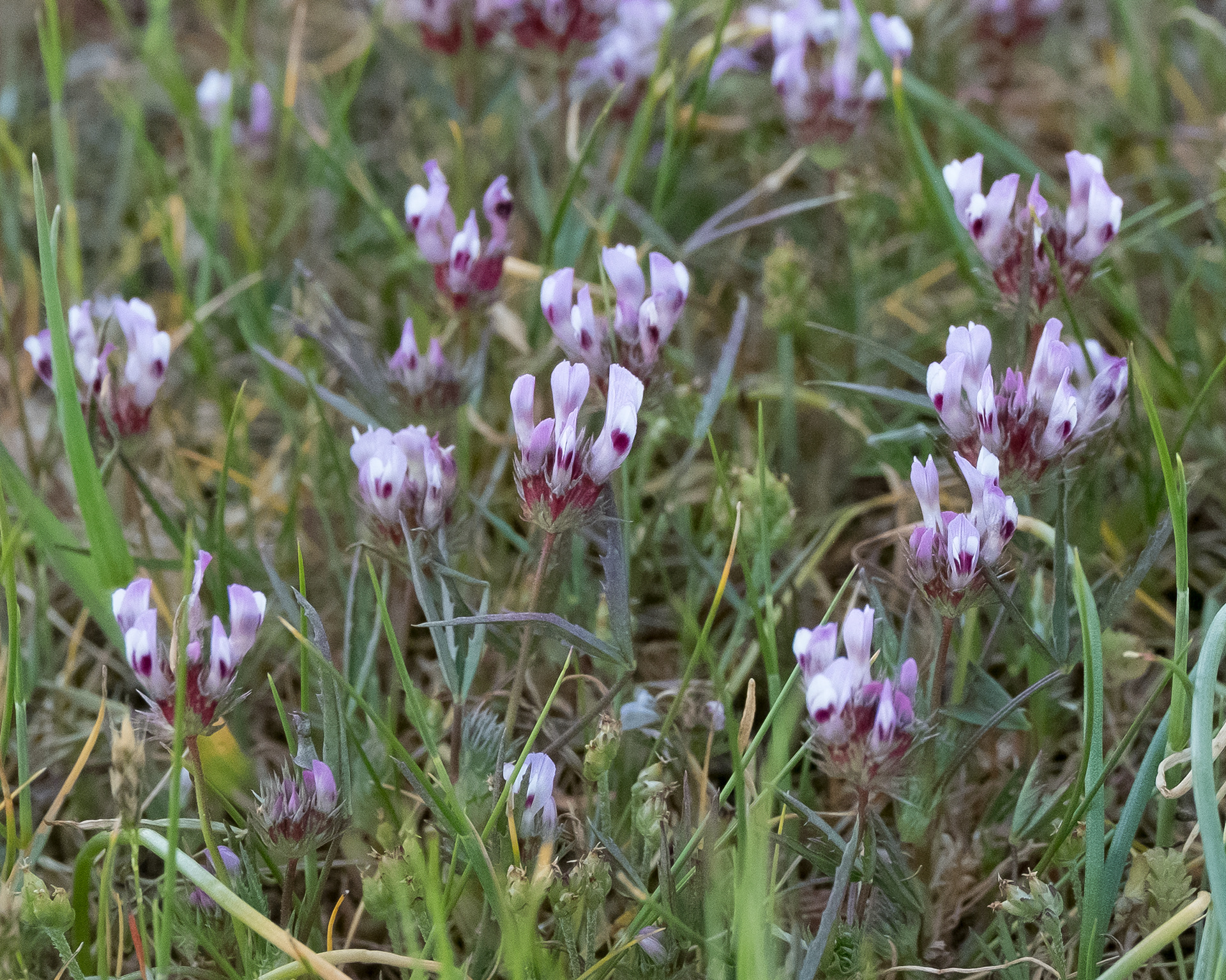 Tomcat clover (Trifolium wildenovii), Iceberg Point