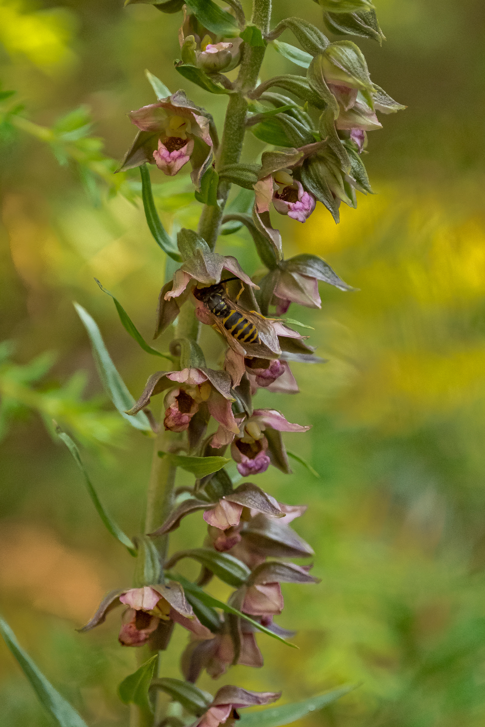 Broad-leafed hellebore (Epipactis helleborine), Point Colville