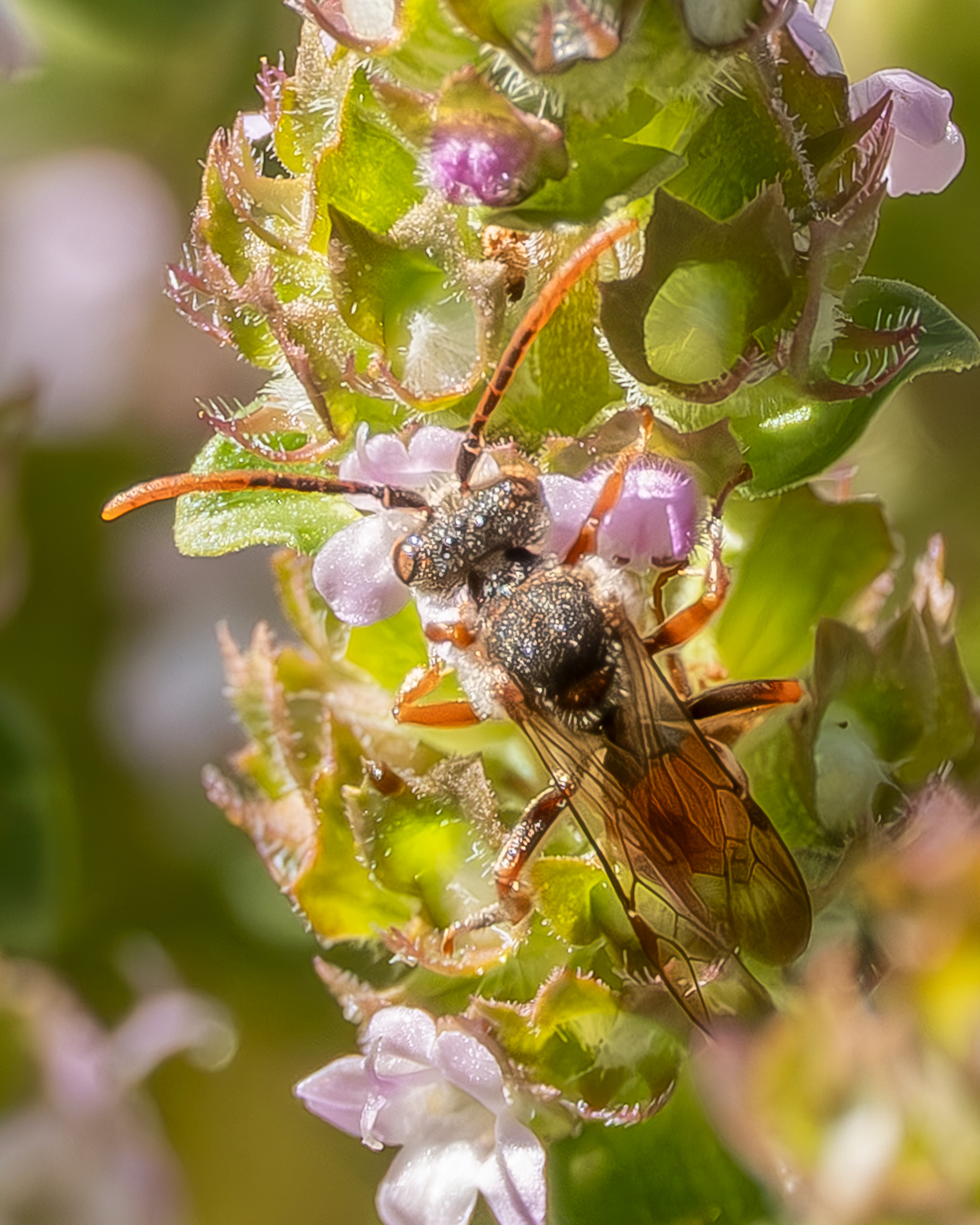 Nomada hemphilli, Kjargaard Road