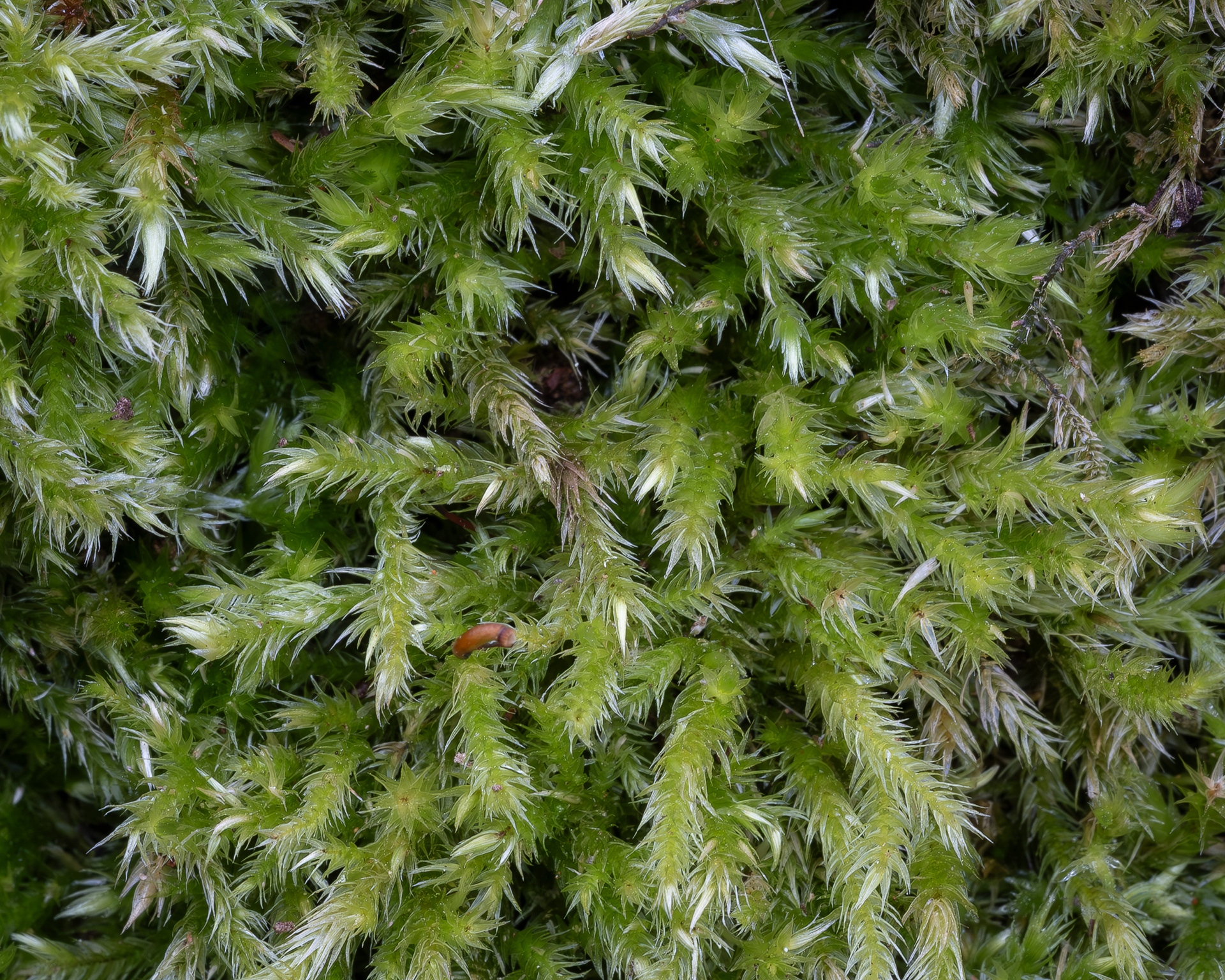 Tree mat Homaloyhecium, (Homalothecium fulgescens), Hummel Lake Preserve