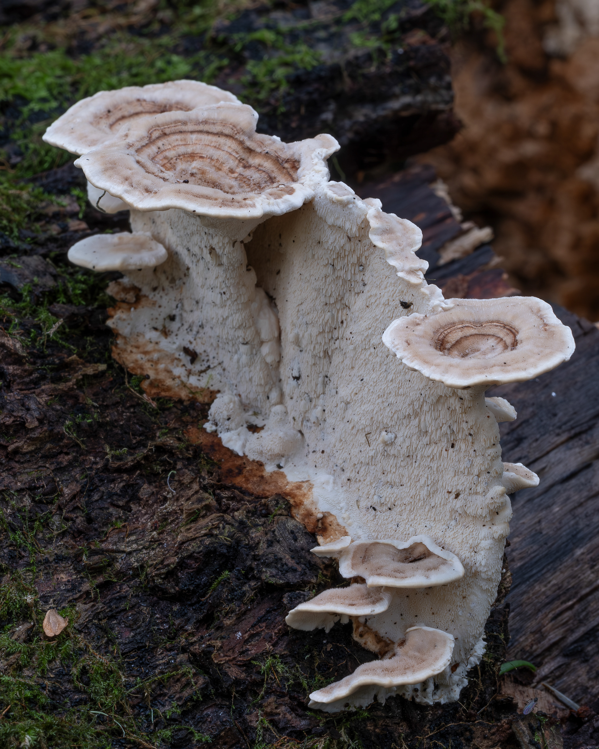 Ochre Bracket (Trametes ochracea), Upright Channel Preserve
