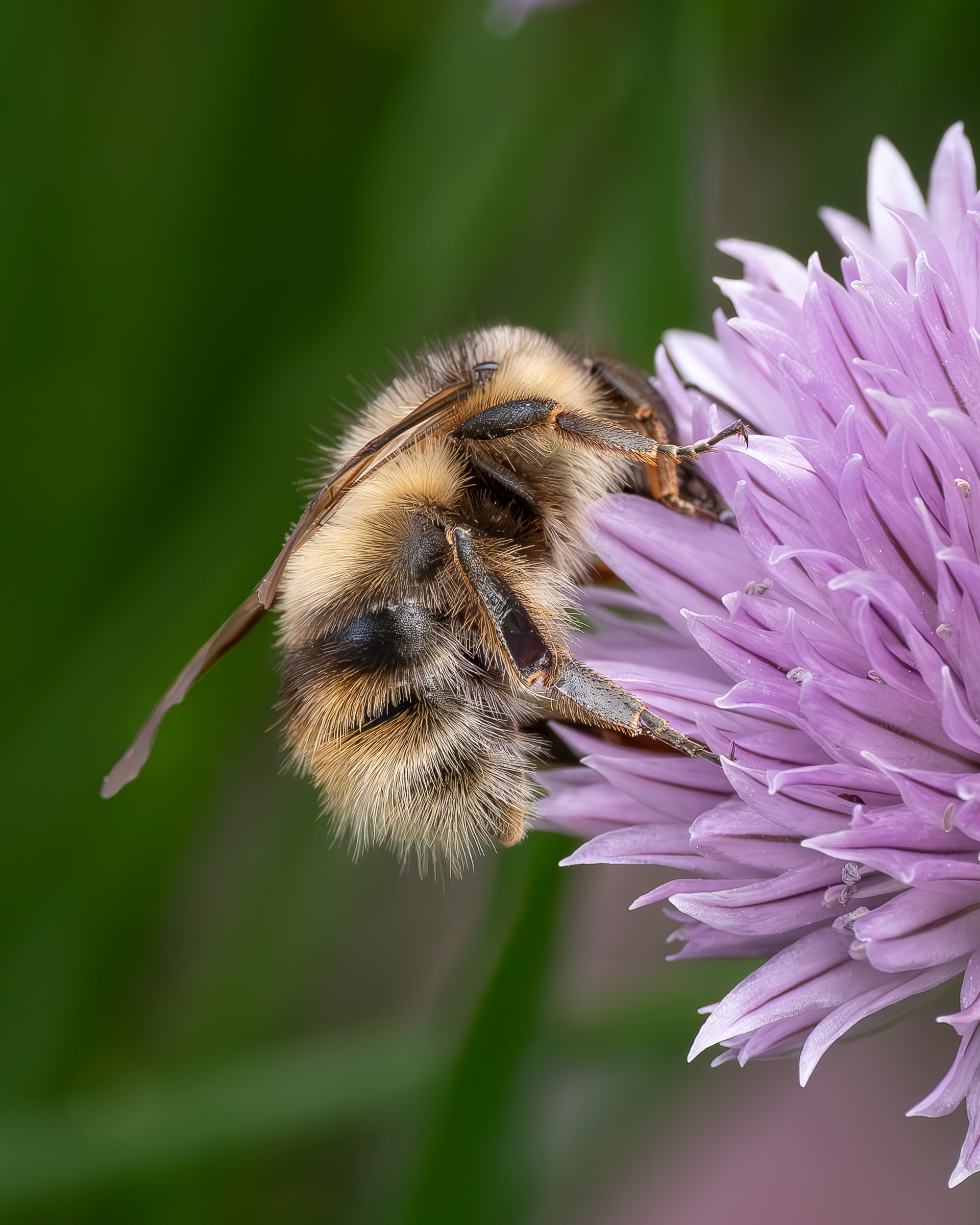 Fuzzy-horned Bumble Bee (Bombus Mixtus), Kjargaard Road