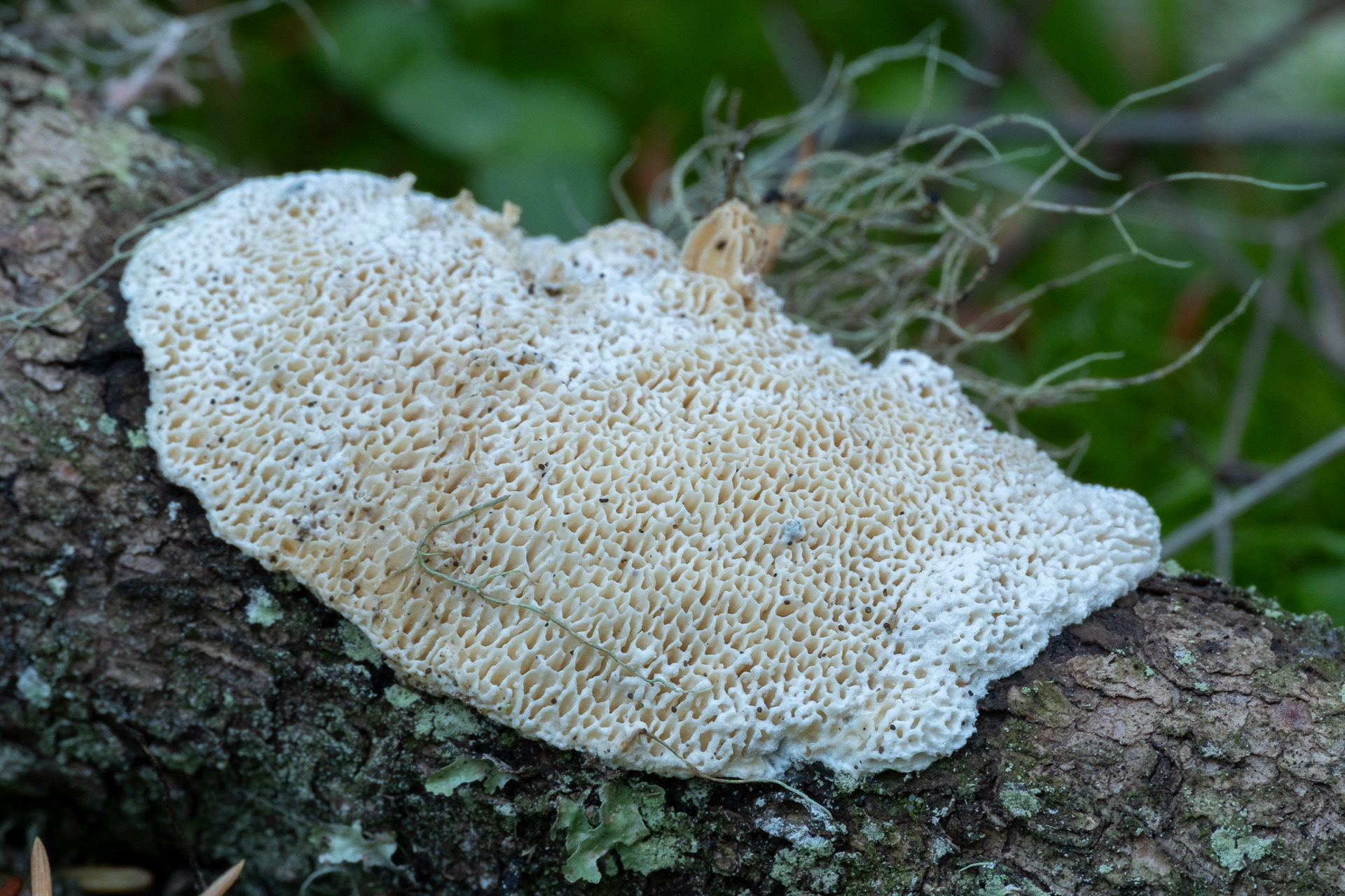 Antrodia heteromorpha, Lopez Hill