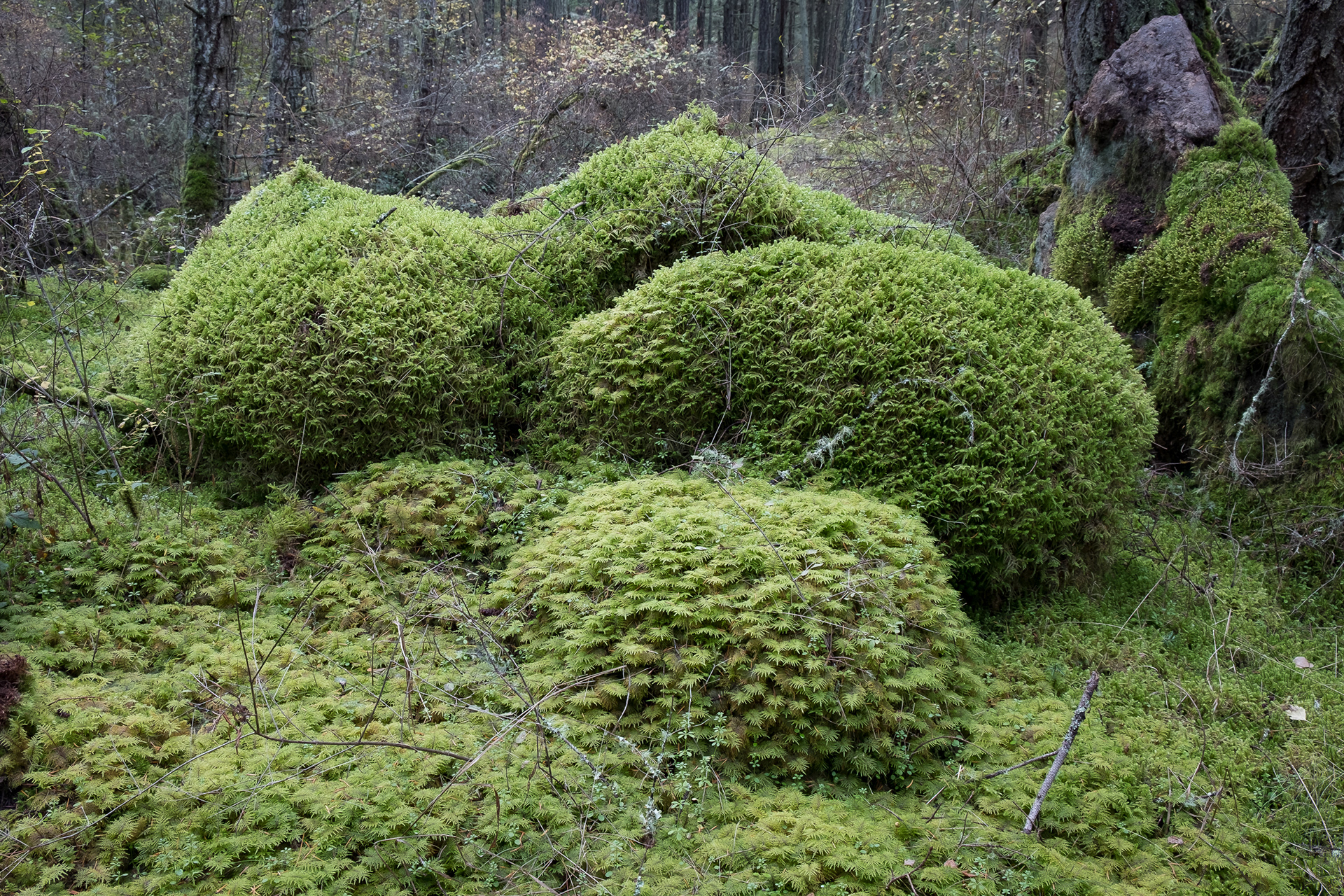 Mosses, Lopez Hill