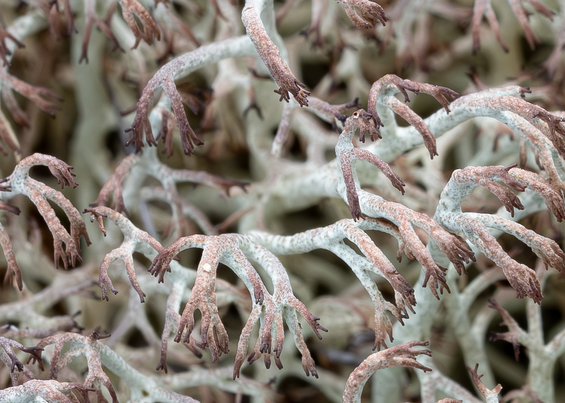 Gray Reindeer Lichen (Cladonia rangiferina), Richardson