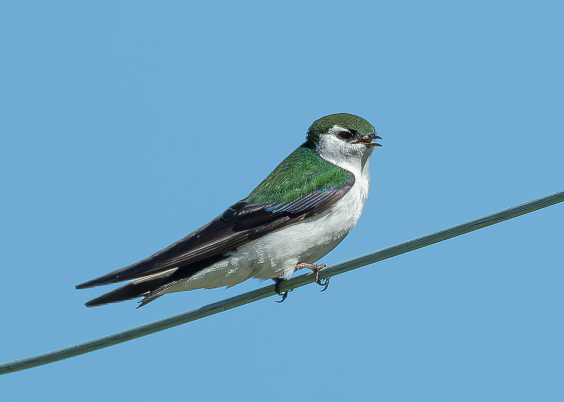 Violet-green Swallow, Agate Beach