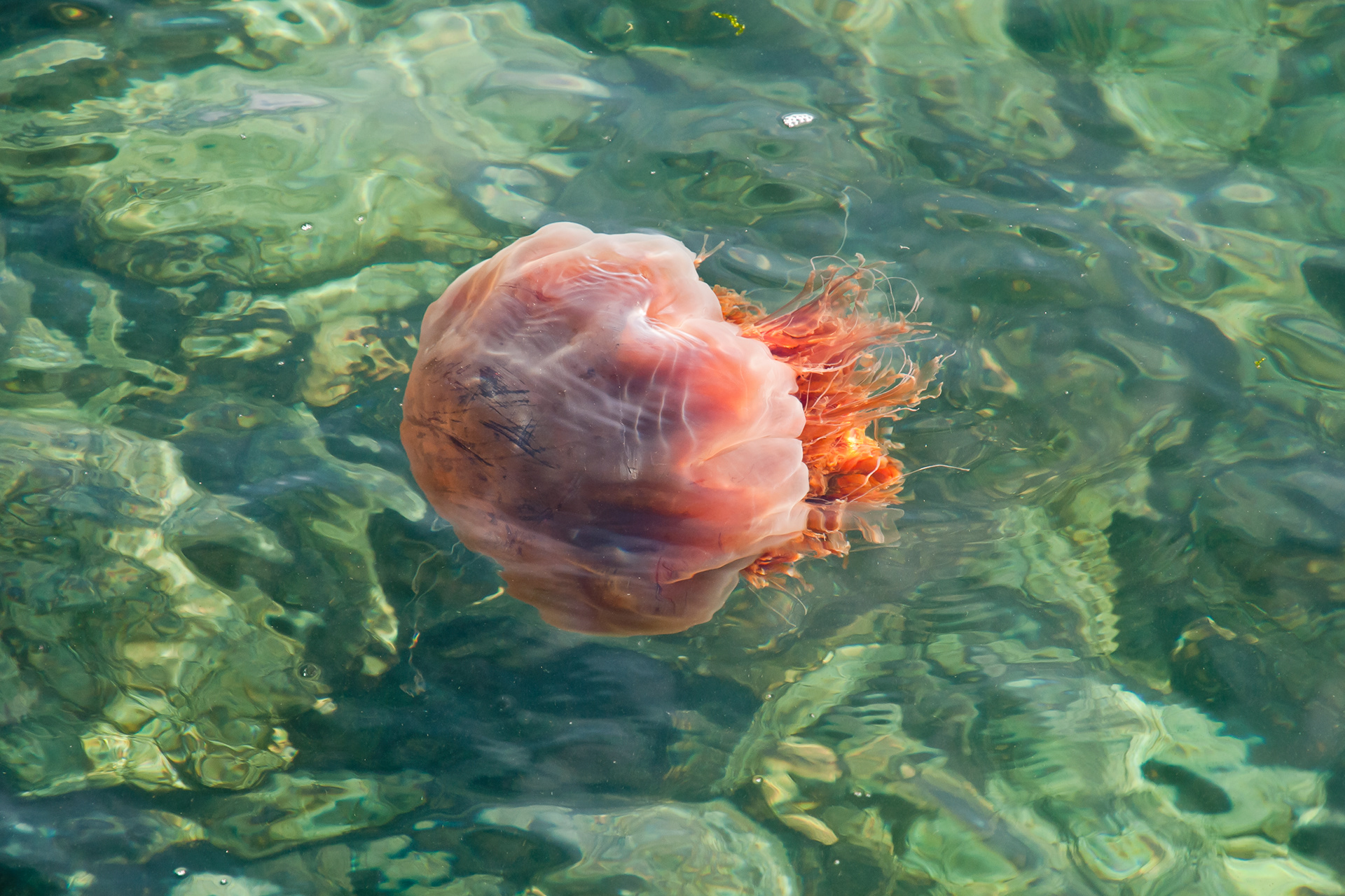 Lion's Mane jelly fish, Point Colville