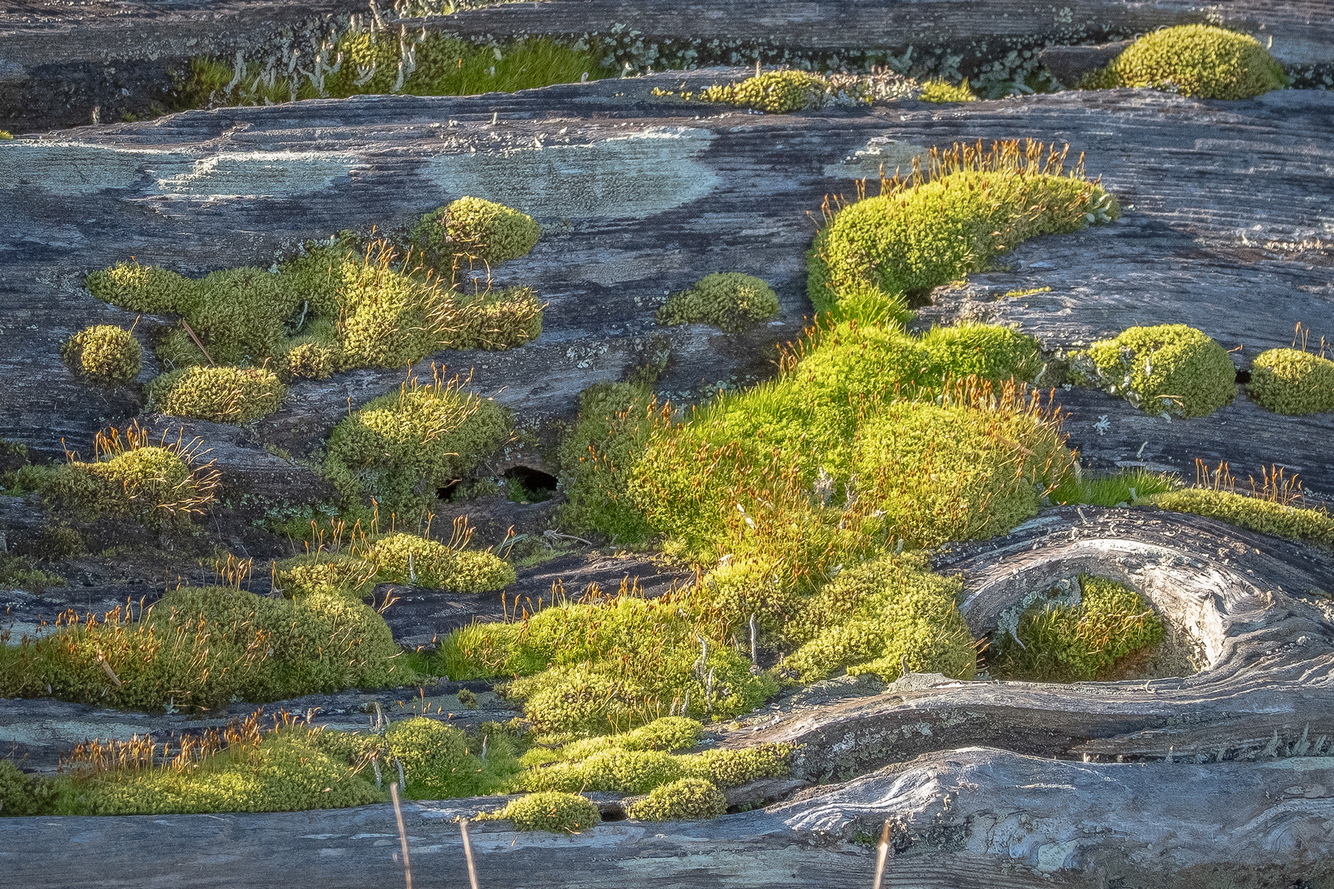Moss at Spencer Spit