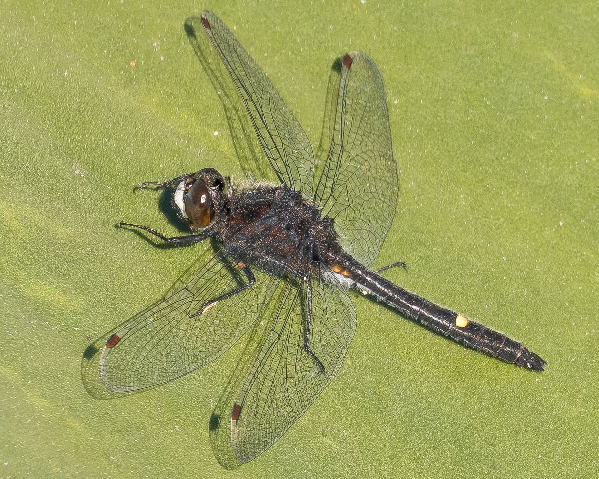 Dot-tailed Whiteface (Leucorrhinia intacta), Hummel Lake