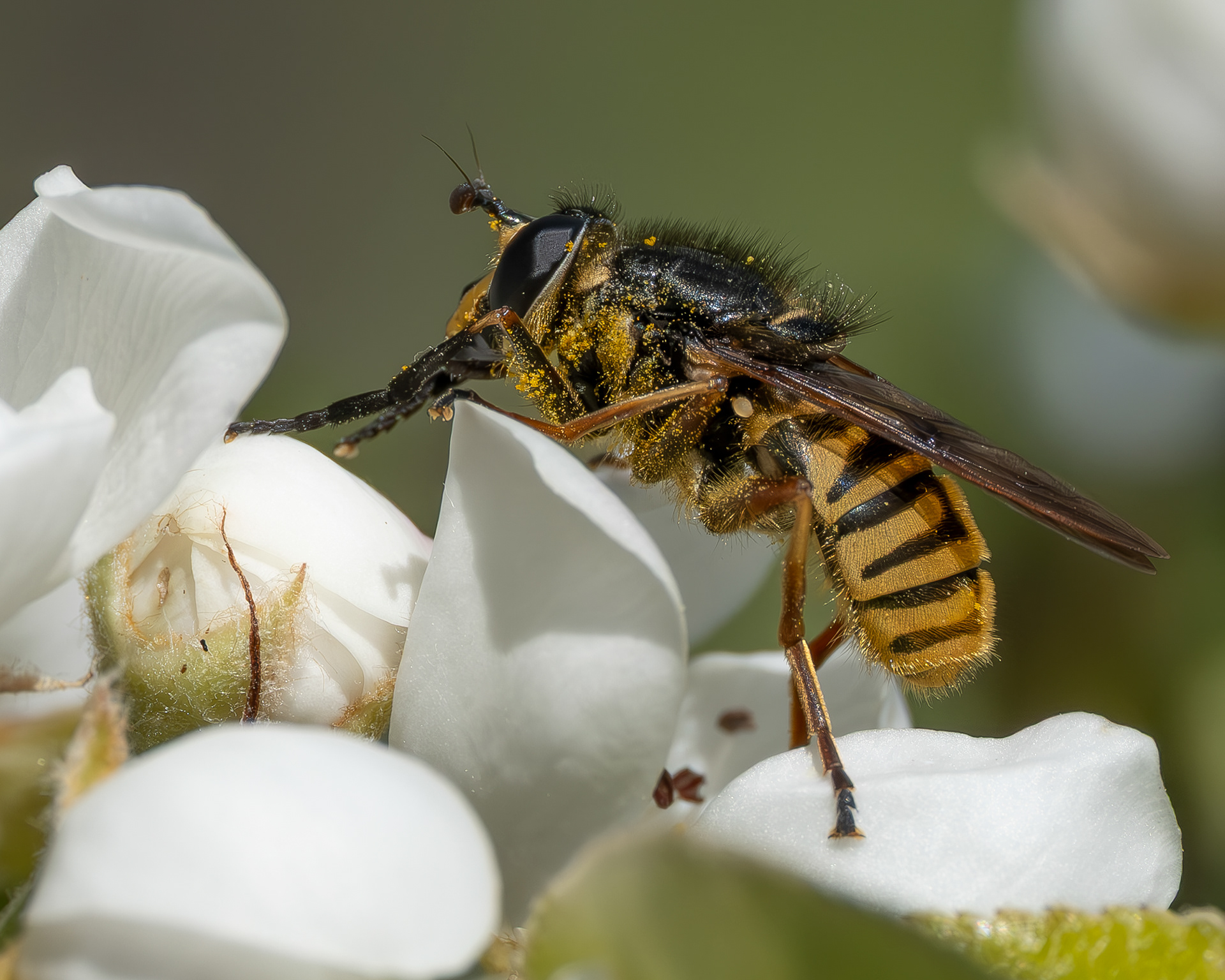 Black-spottted Falsehorn (Temnostoma excentrica), Kjargaard Road