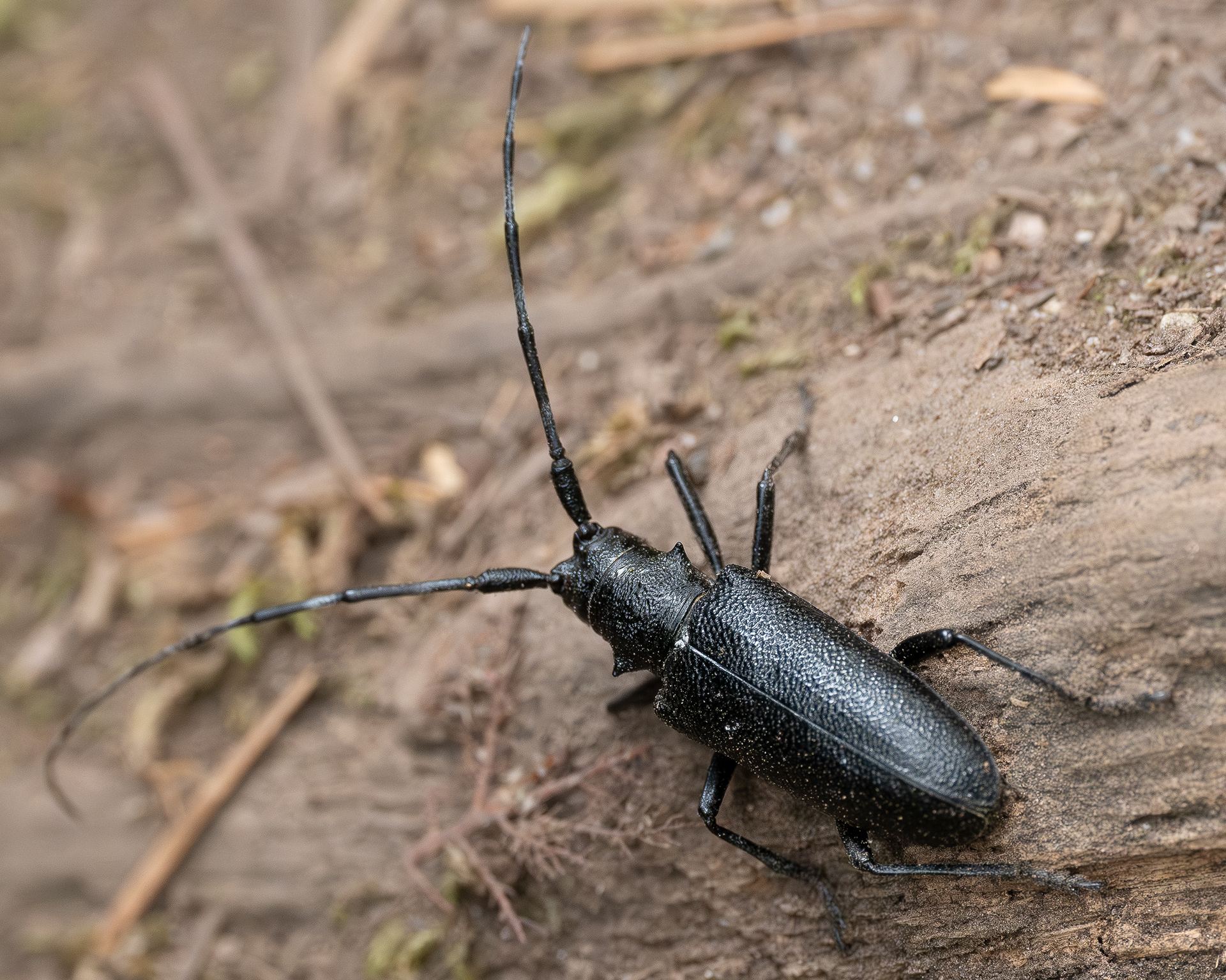 White-spotted Sawyer (Monochamus scutellatus), Watmough