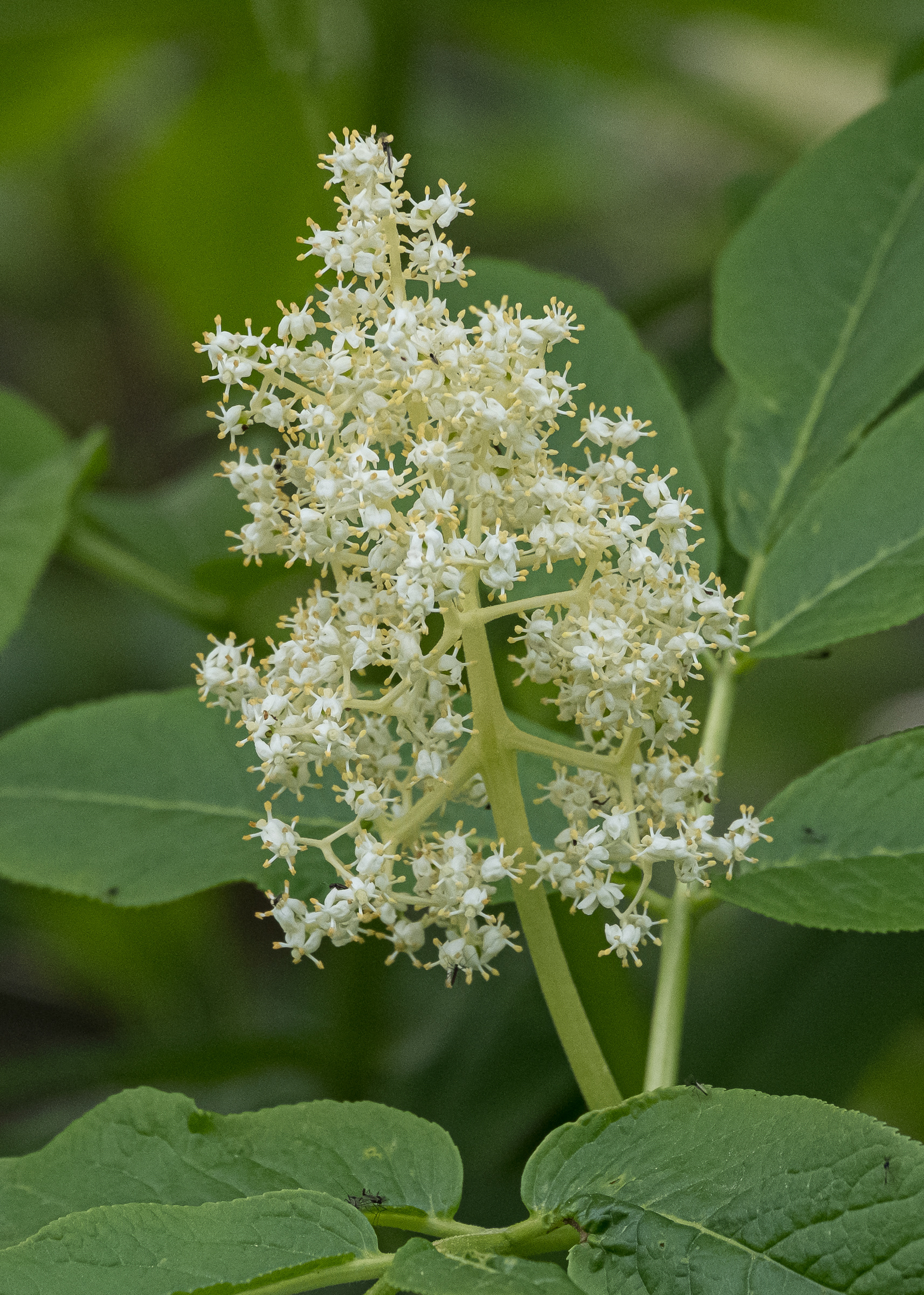 Red elderberry (Sambucus racemosa), Richardson