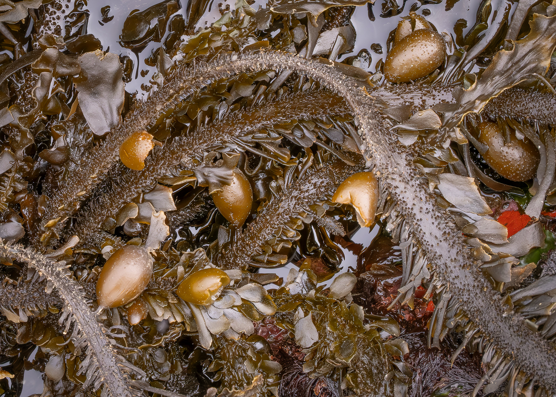 Feather Boa Kelp, Davis Head