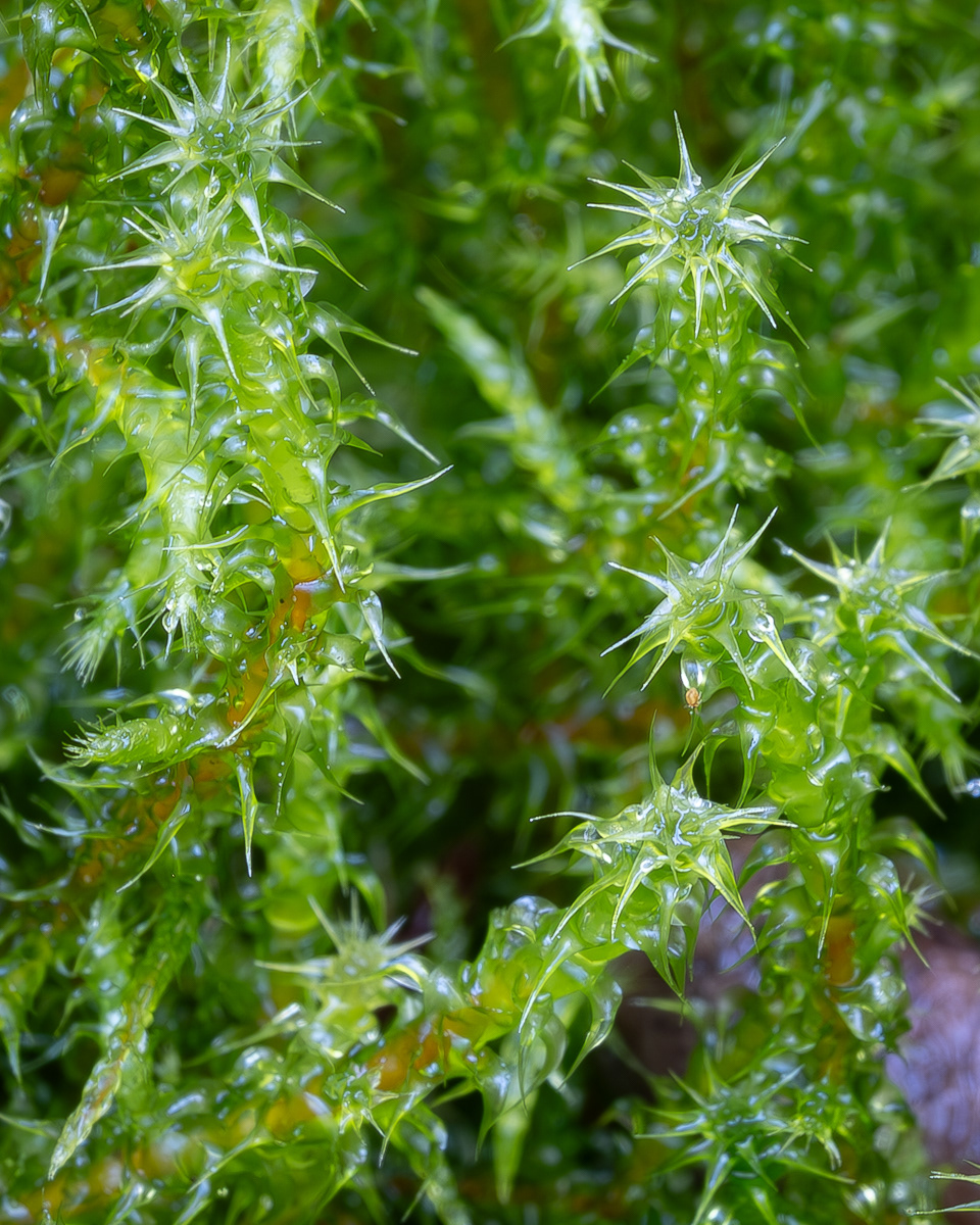 Square Gooseneck Moss (Rhytidiadelphus squarrosus), Hummel Lake Preserve