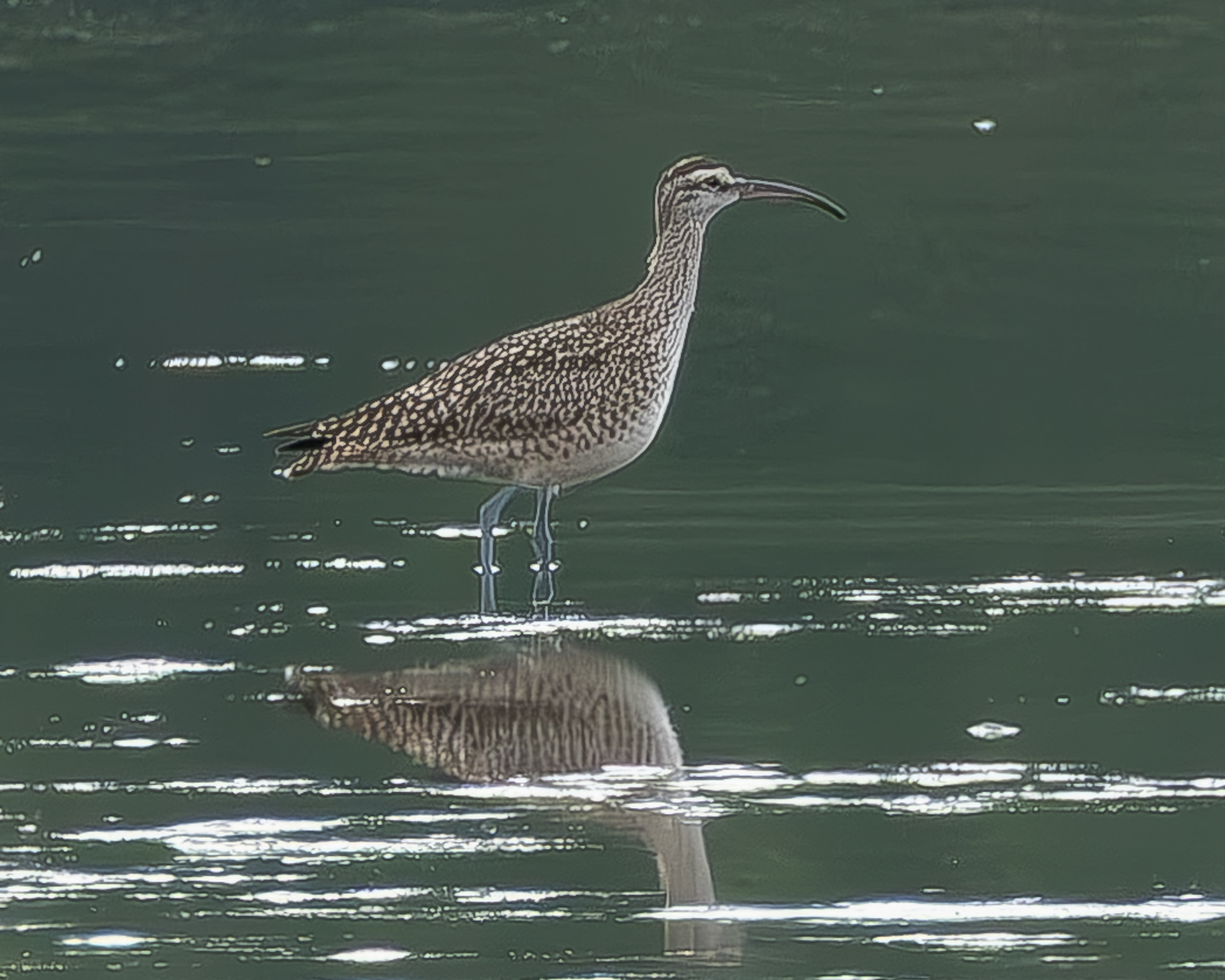 Whimbrel, Weeks Wetland Preserve