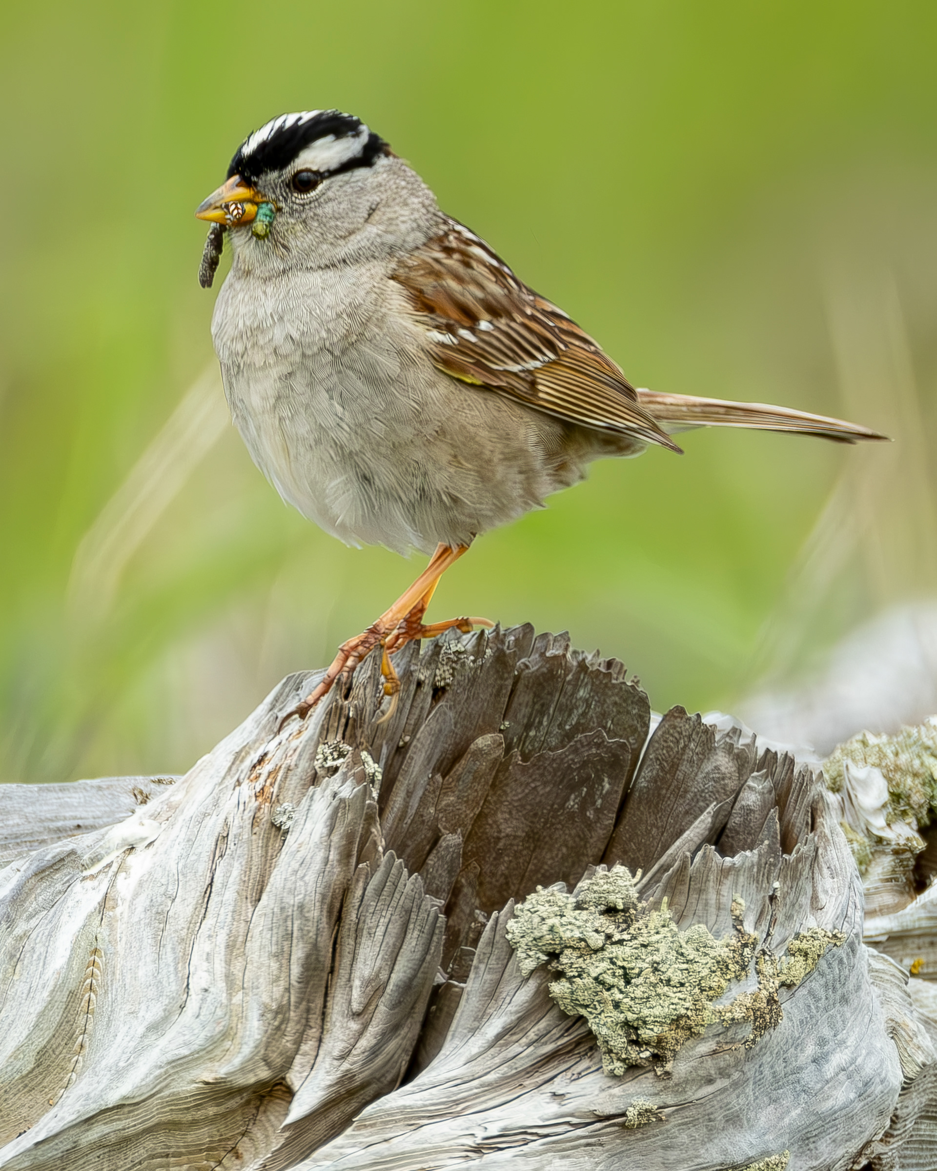 White-crowned Sparrow, Weeks Wetland Preserve