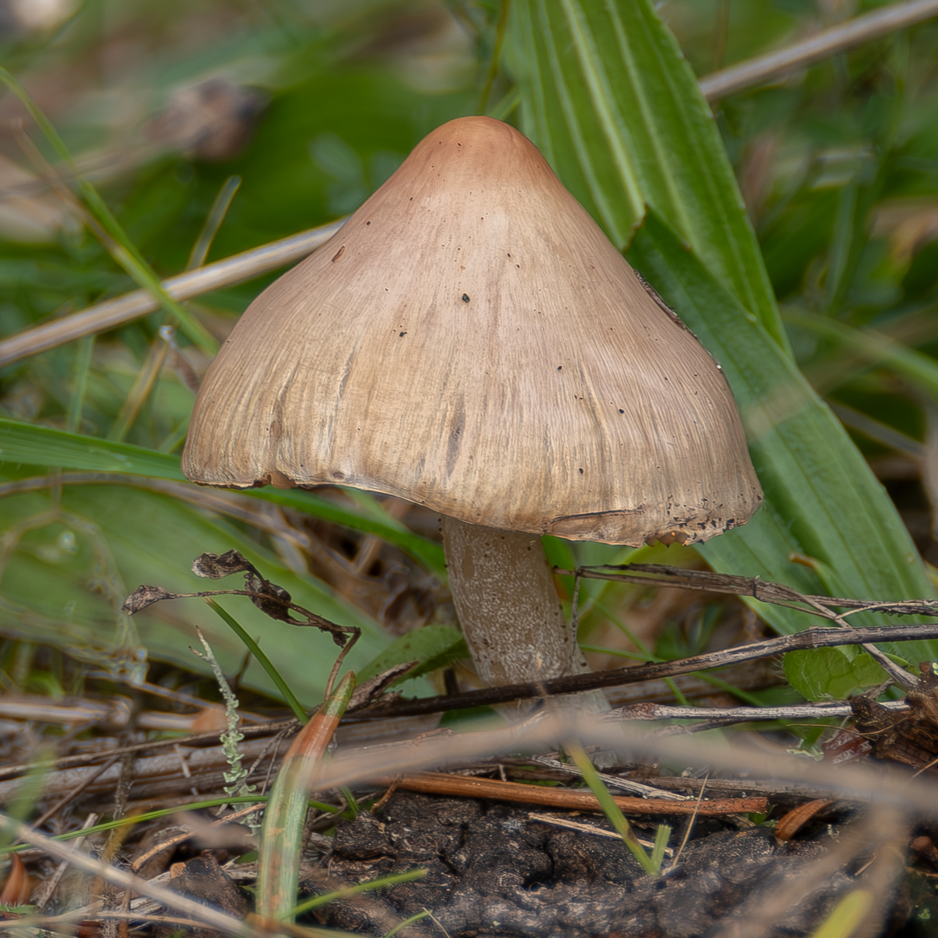 Inocybe pallidicremea?, Iceberg Point