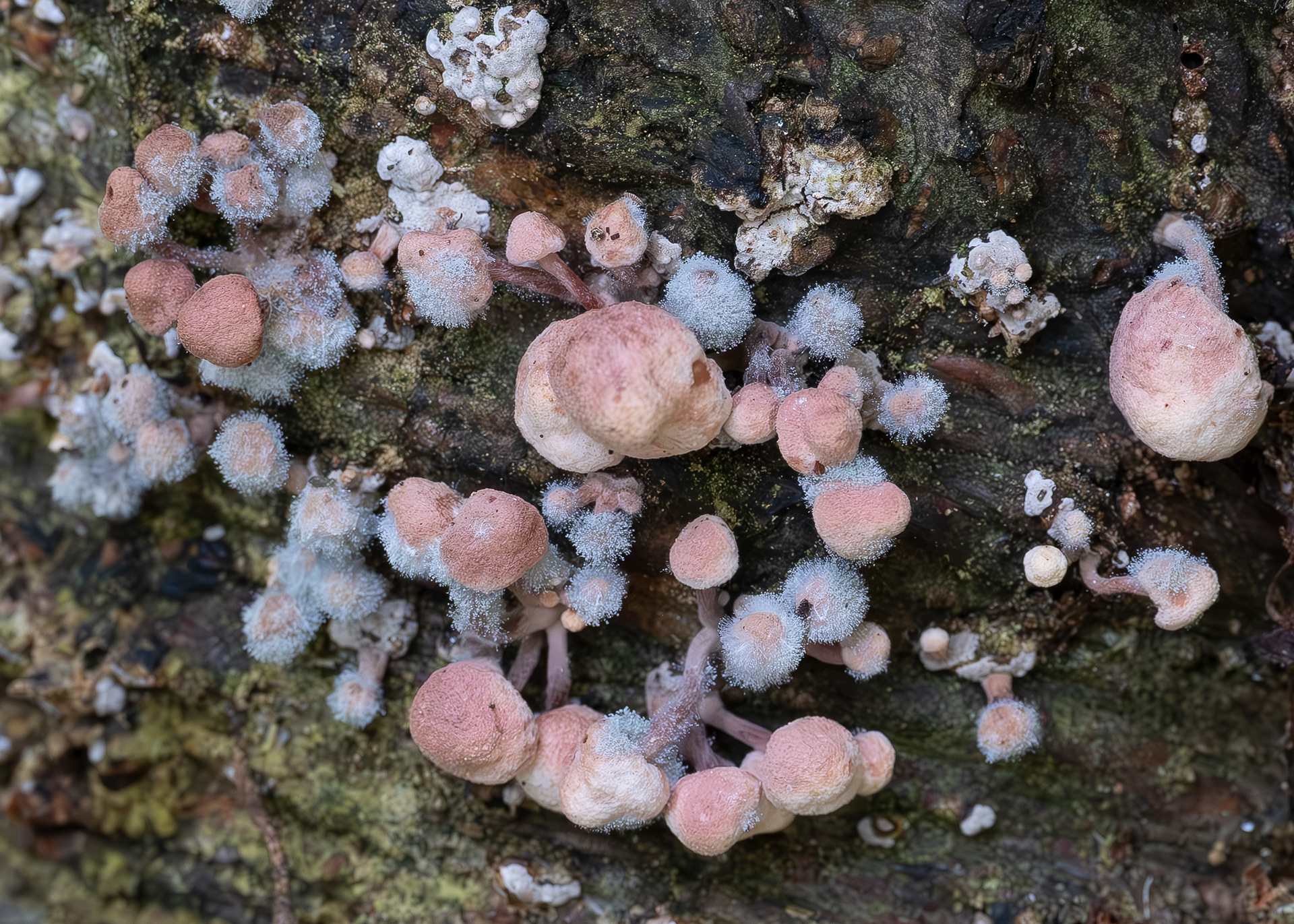 Pink Earth Lichen (Dibaeis baeomyces), Chadwick Hill