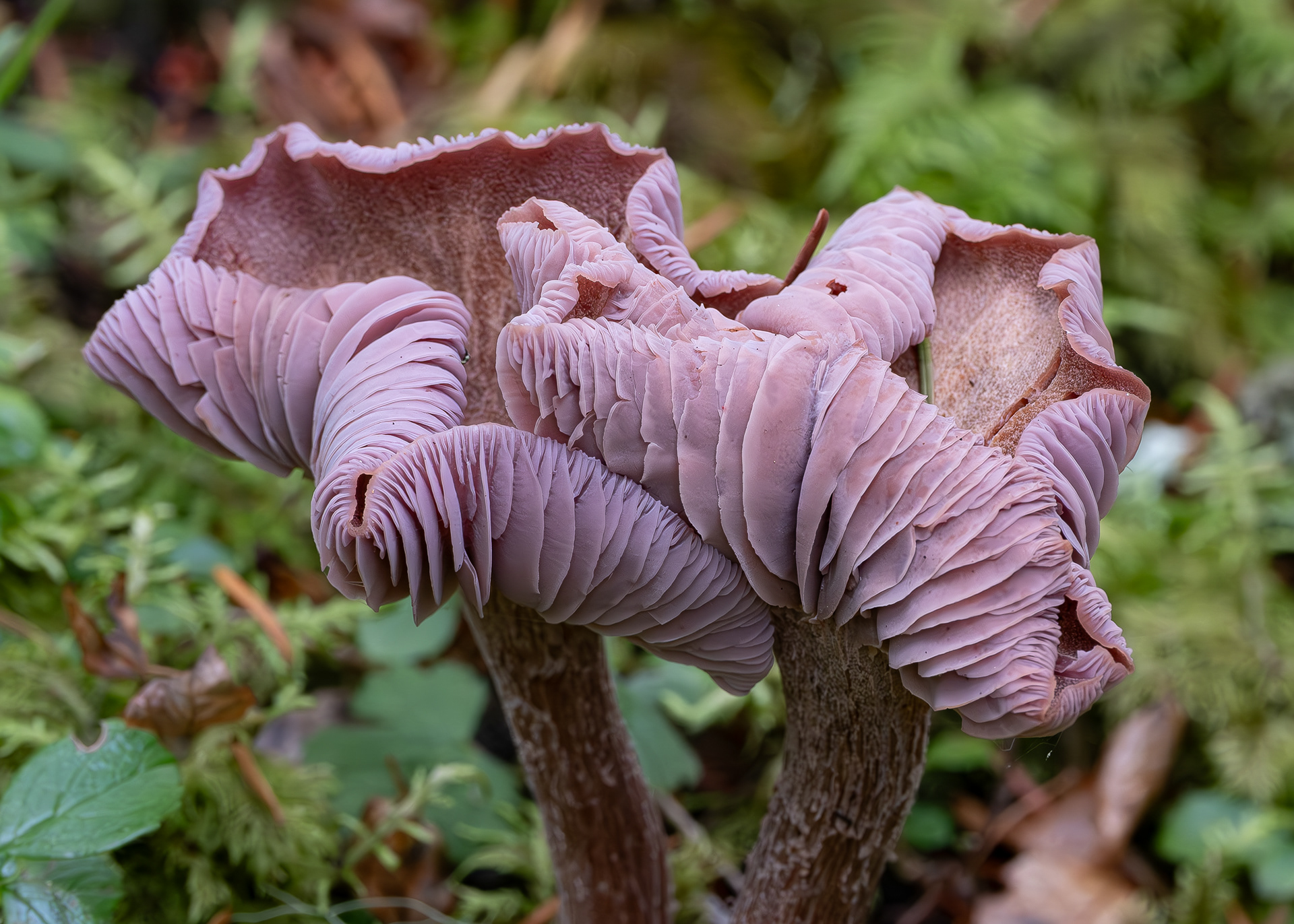 Western amethyst laccaria, Point Colville