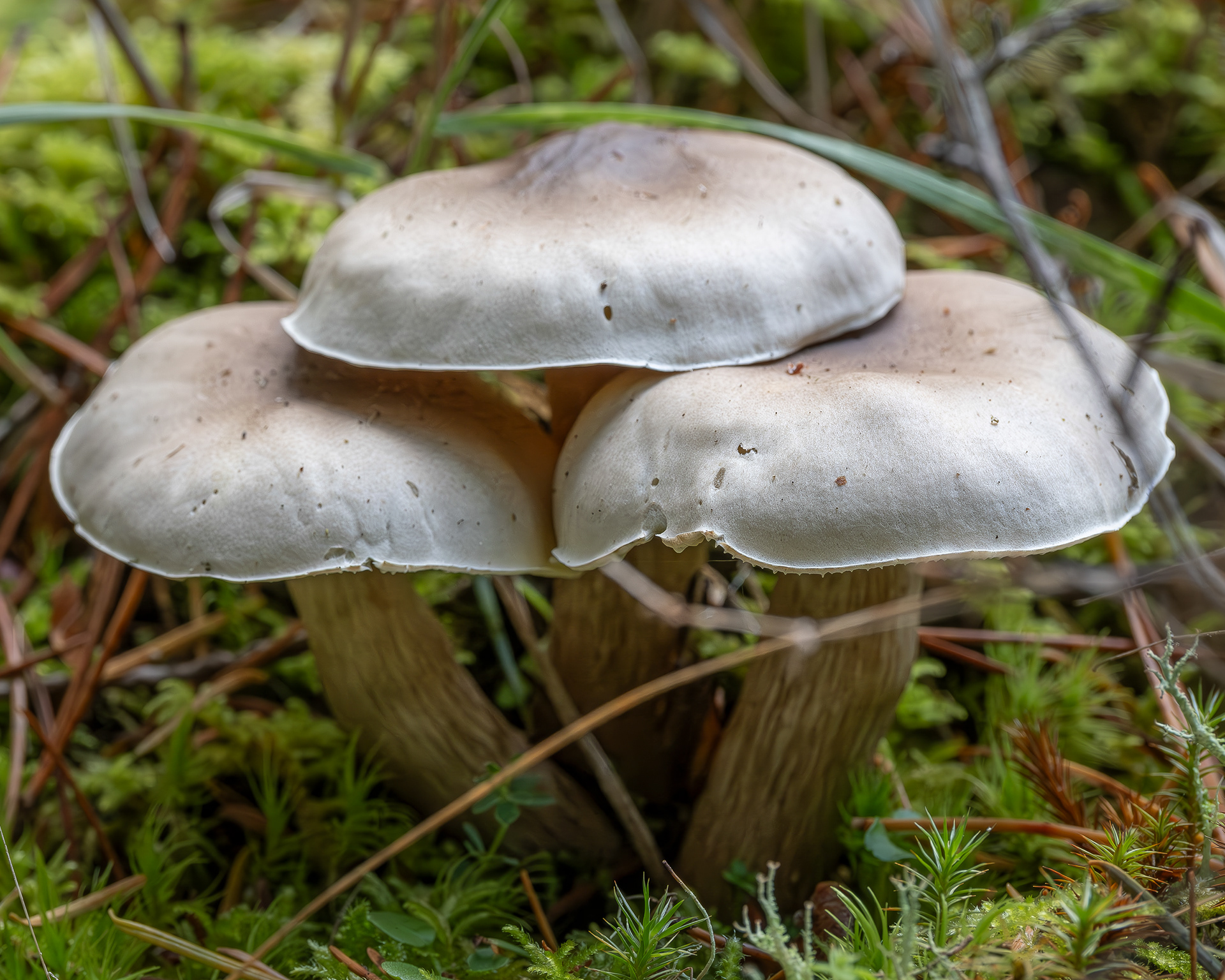 Soapy knight (Tricholoma saponaceum), Lopez Hill
