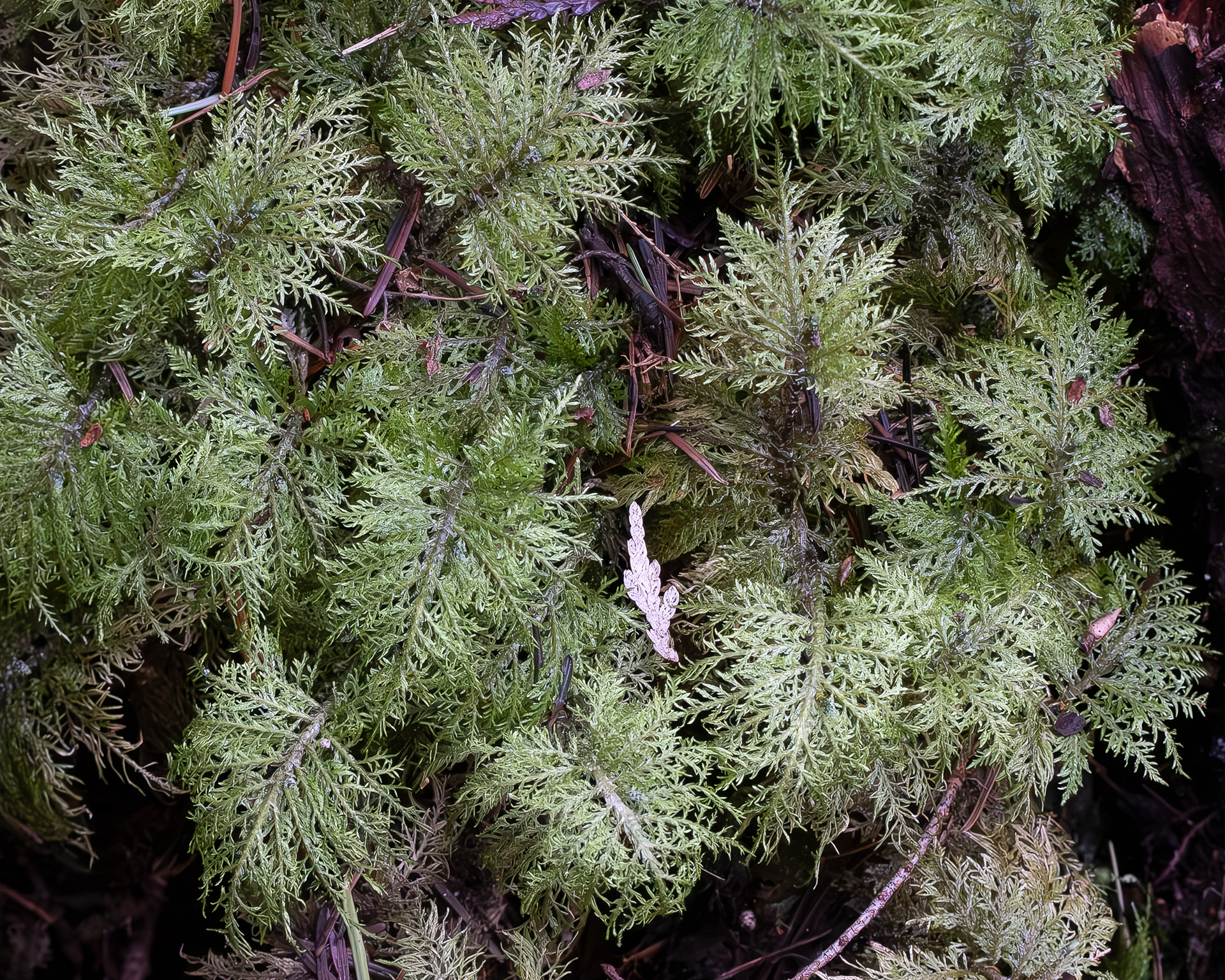 Stairstep Moss (Hylocomium splendens), Hummel Lake Preserve