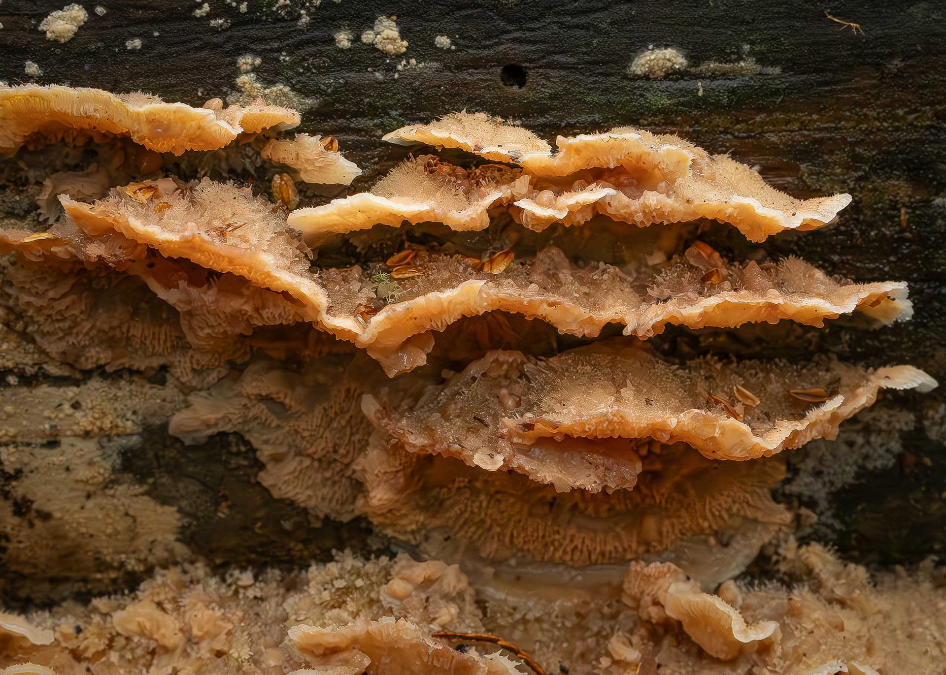 Trembling merulius (Phlebia tremellosa), Hummel Lake Preserve