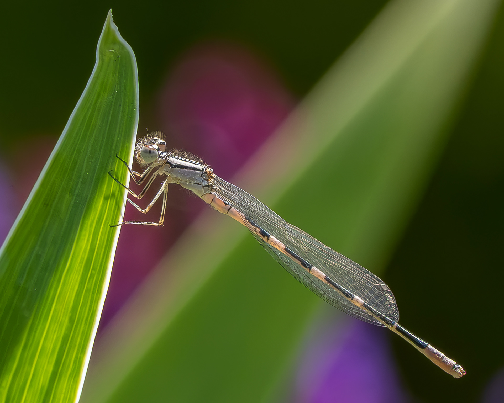 Tule Bluet (Enallagma carunculatum), Kjargaard Road