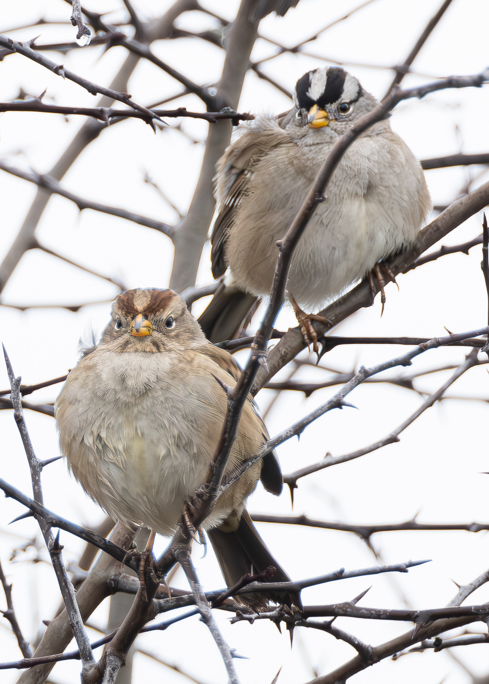 White-crowned Sparrow, Richardson Road