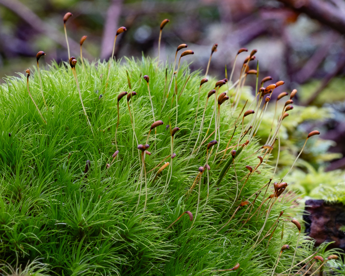 Broom Forkmoss (Dicranum scoparium), Point Colville