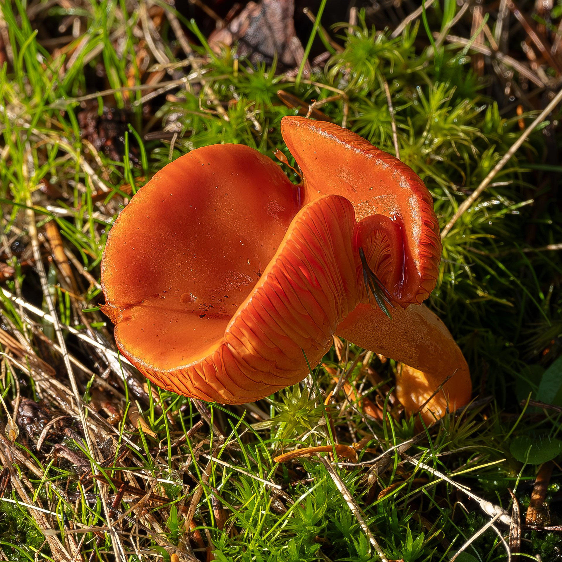 Rufous milkcap (Lactarius rufus), Point Colville