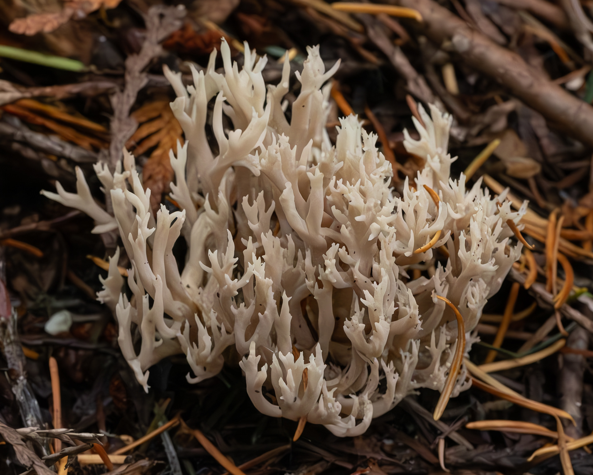Crested coral (Clauvulina coralloides), Hummel Lake Preserve