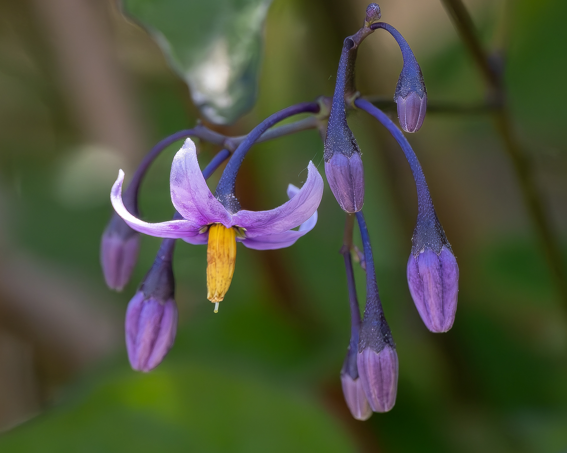 Bittersweet Nightshade (Solanum dulcamara), Hummel Lake