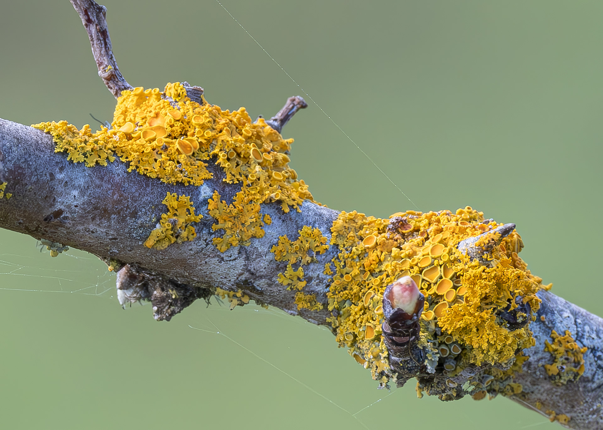 Sunburst Lichen (Xanthoria), Richardson Road