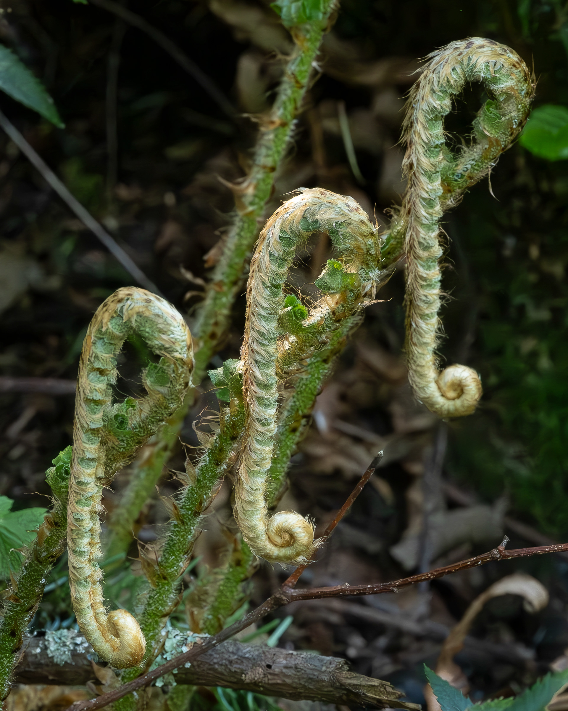 Western Sword fern, Watmough