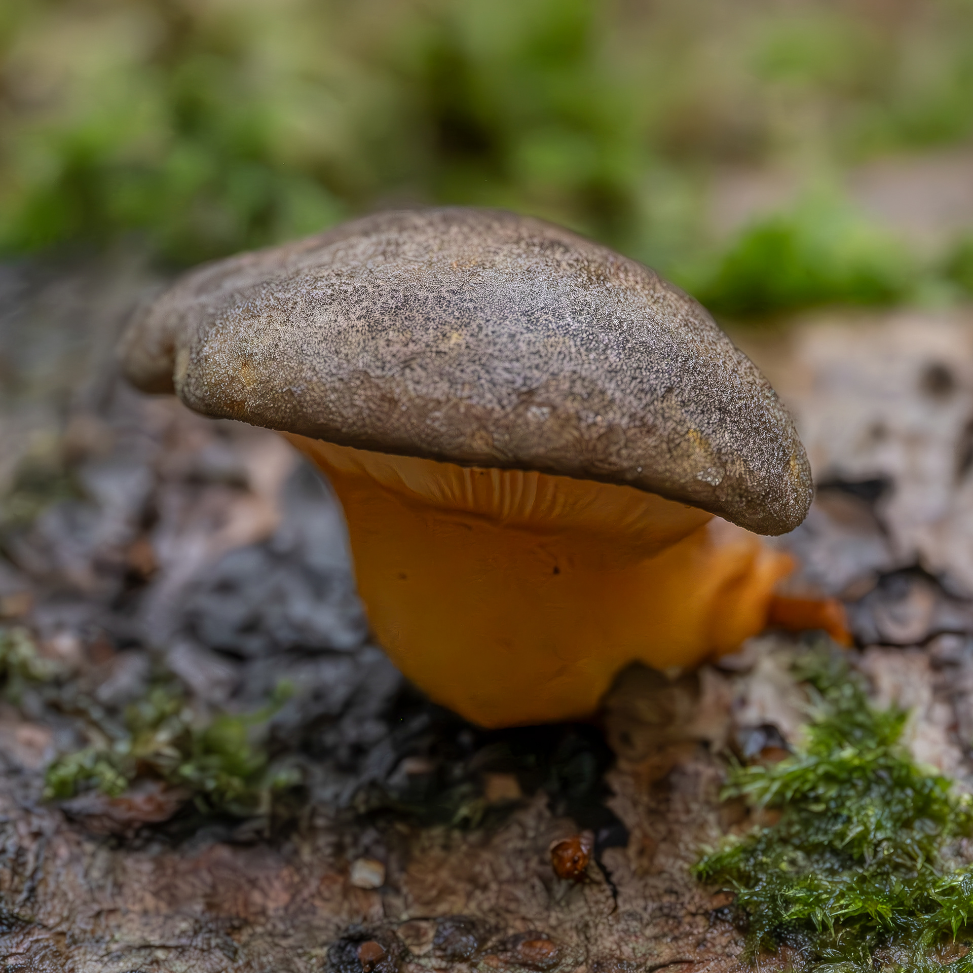 Late oyster mushroom (Panellus serotinus), Hummel Lake Preserve