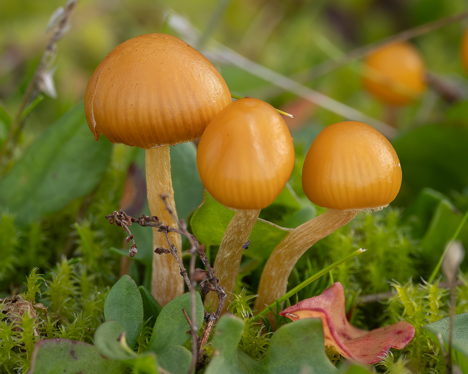 Galerina badipes, Hummel Lake Preserve