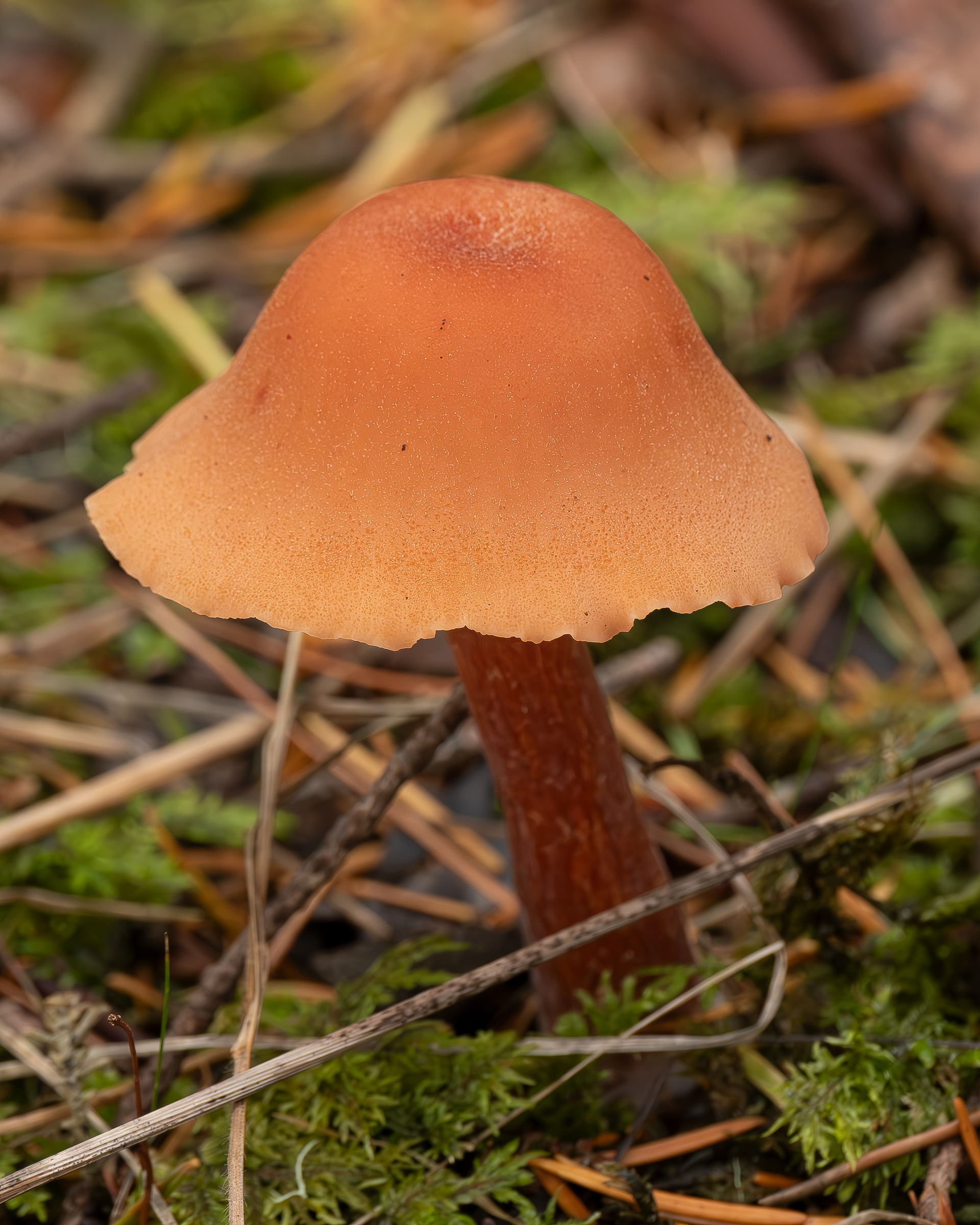 Scurfy deceiver (Laccaria proxia), Chadwick Hill