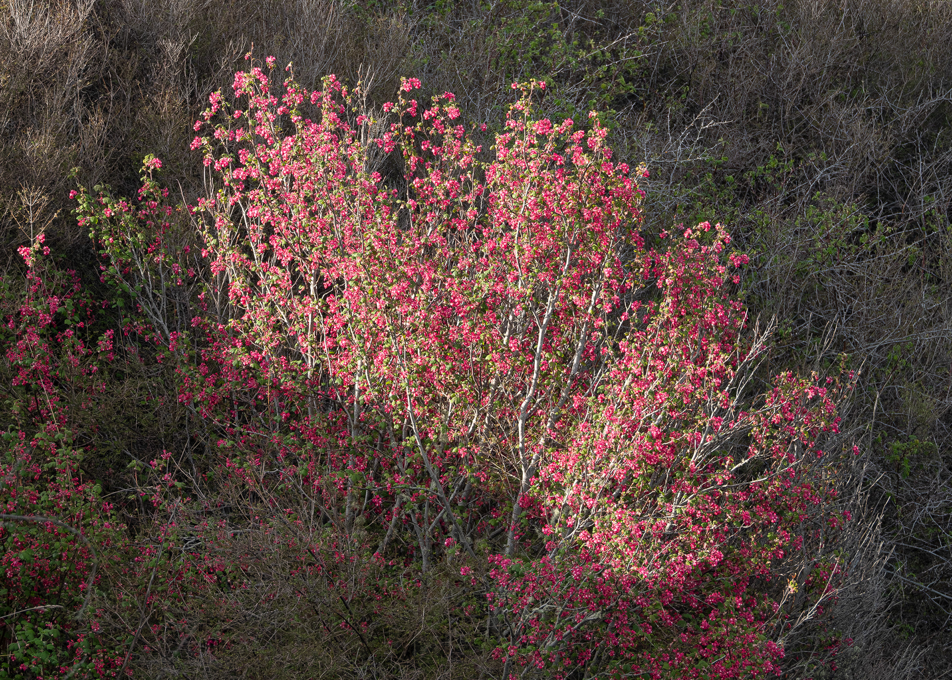 Red-flowering currant, (Ribes sanguineum), Richardson