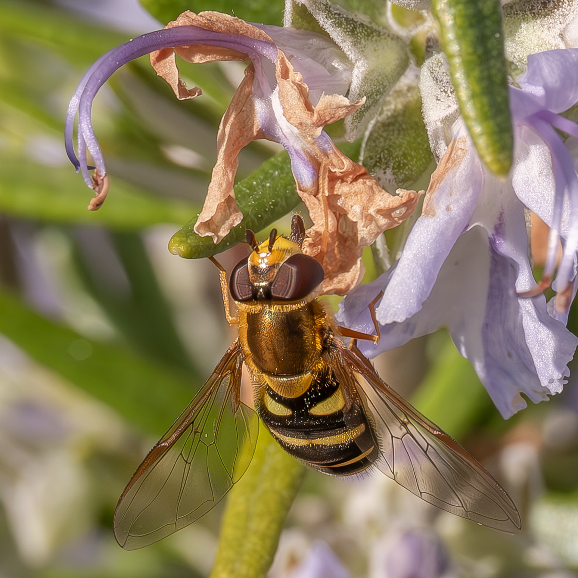 Black-margined Flower Fly (Syrphus opinator), Kjargaard Road